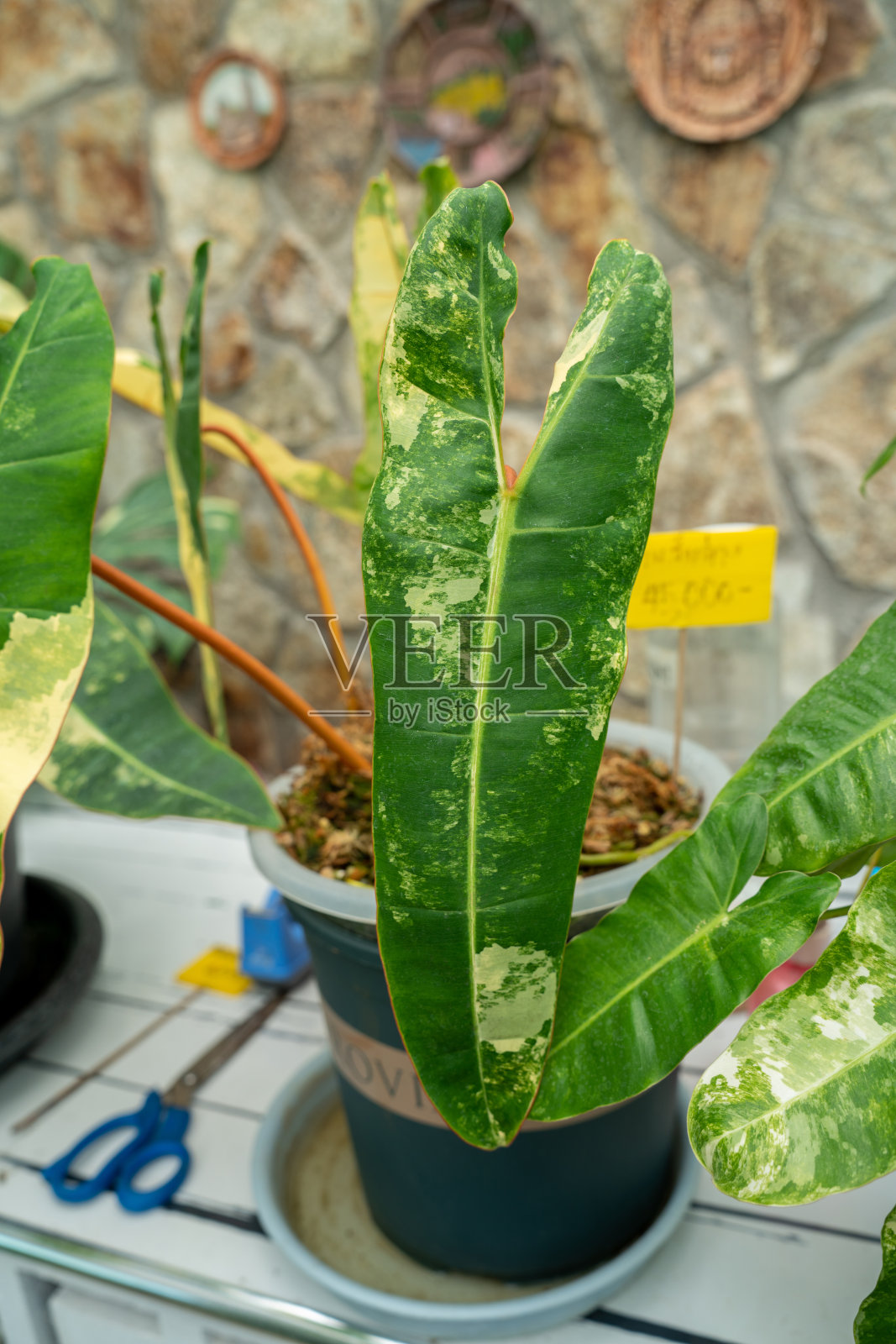 黄柏杂叶植物园内温室大棚，空气净化用魔芋、黄颡鱼、黄颡鱼照片摄影图片