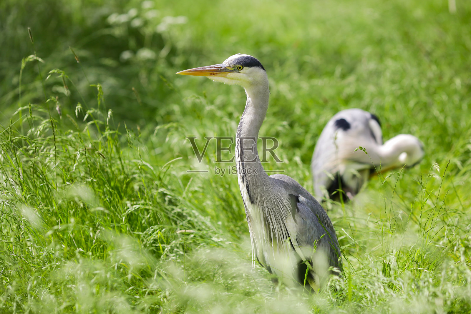 苍鹭(Ardea cinerea)照片摄影图片