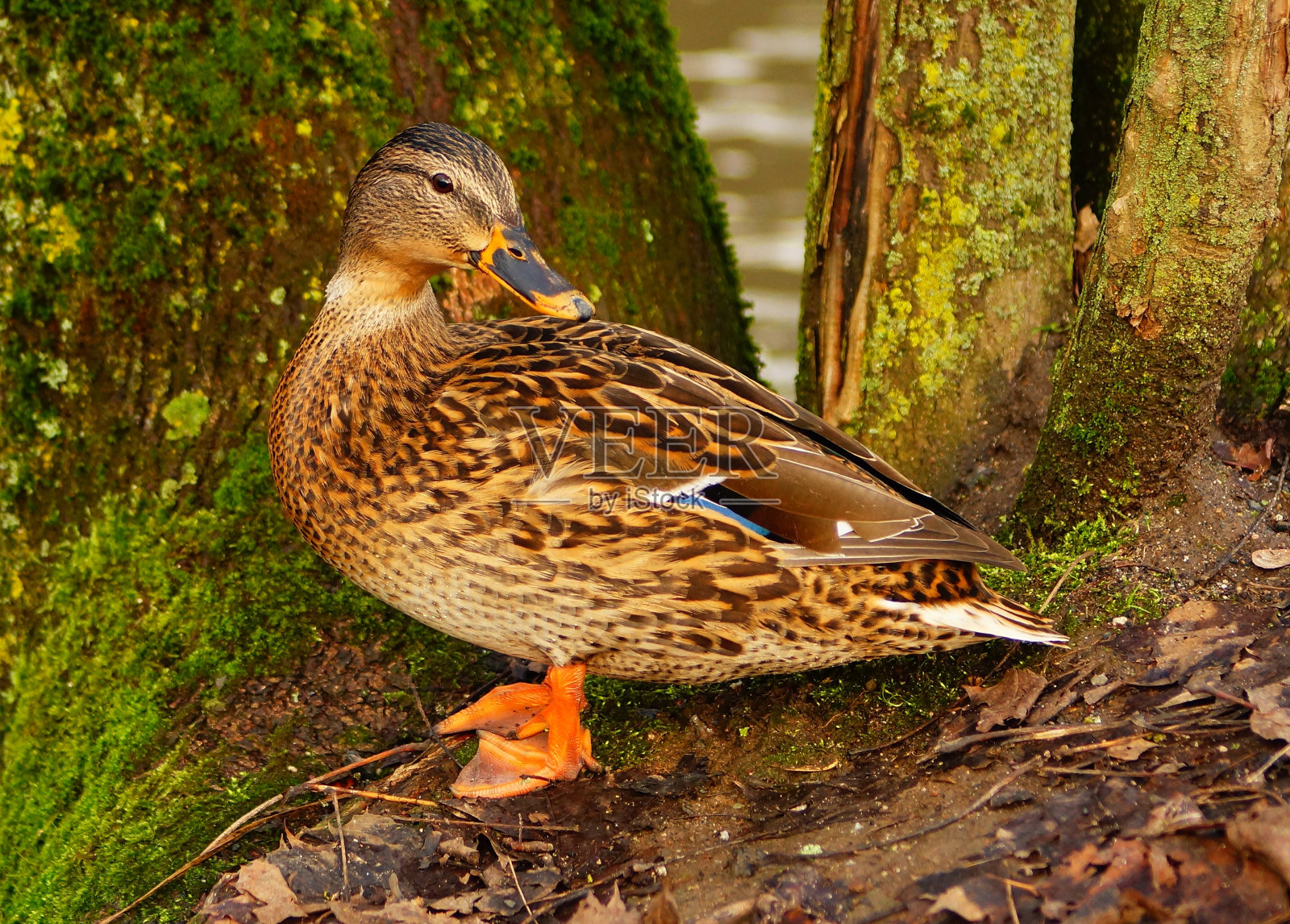 一只母绿头鸭。照片摄影图片