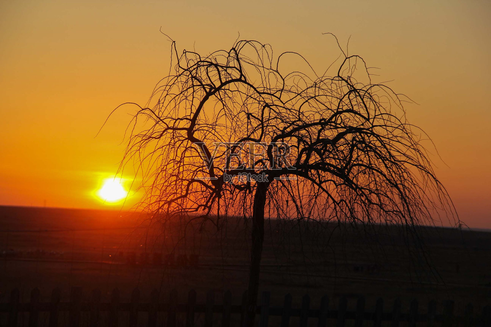 树后日落照片摄影图片