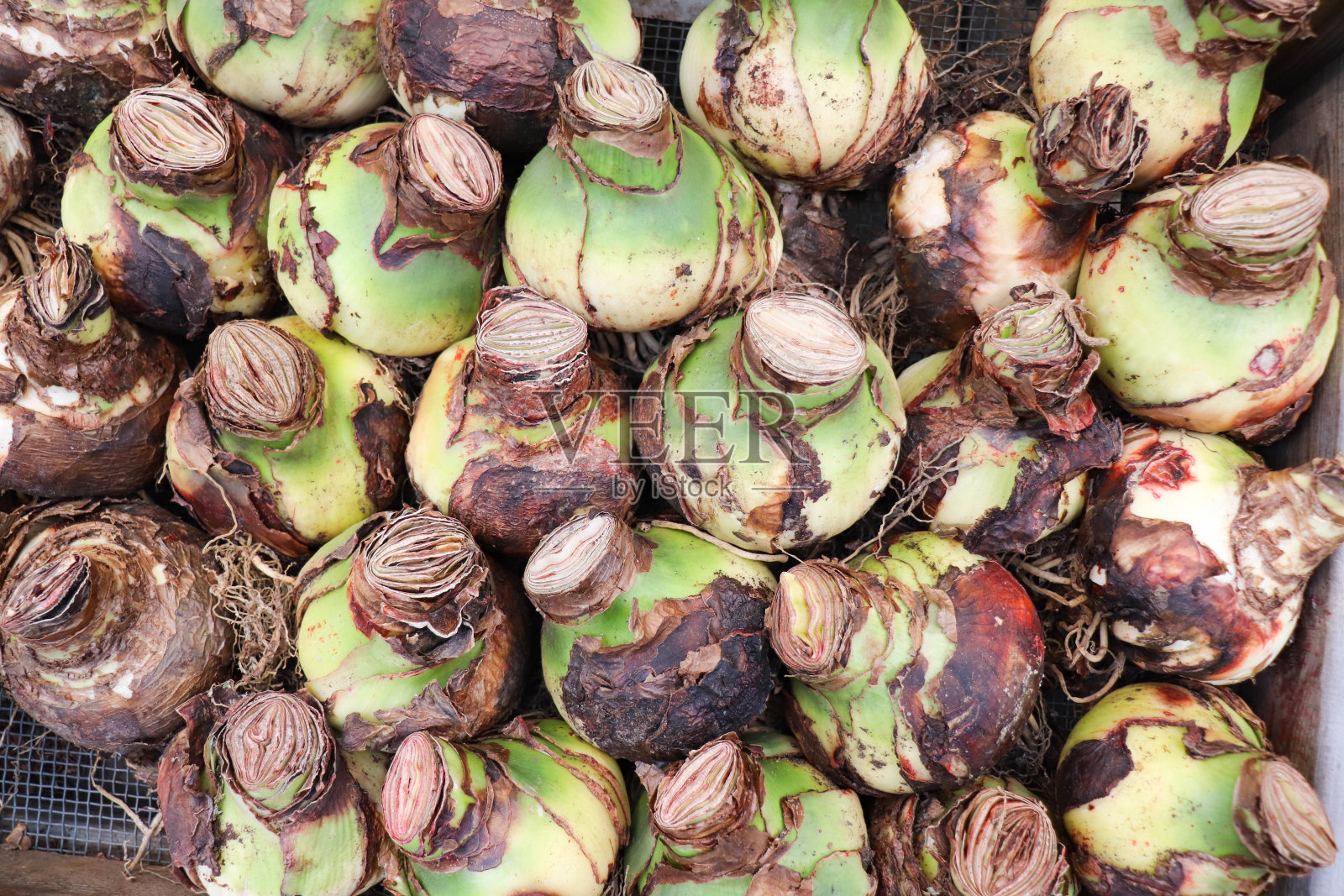 春天花球茎在木箱里照片摄影图片