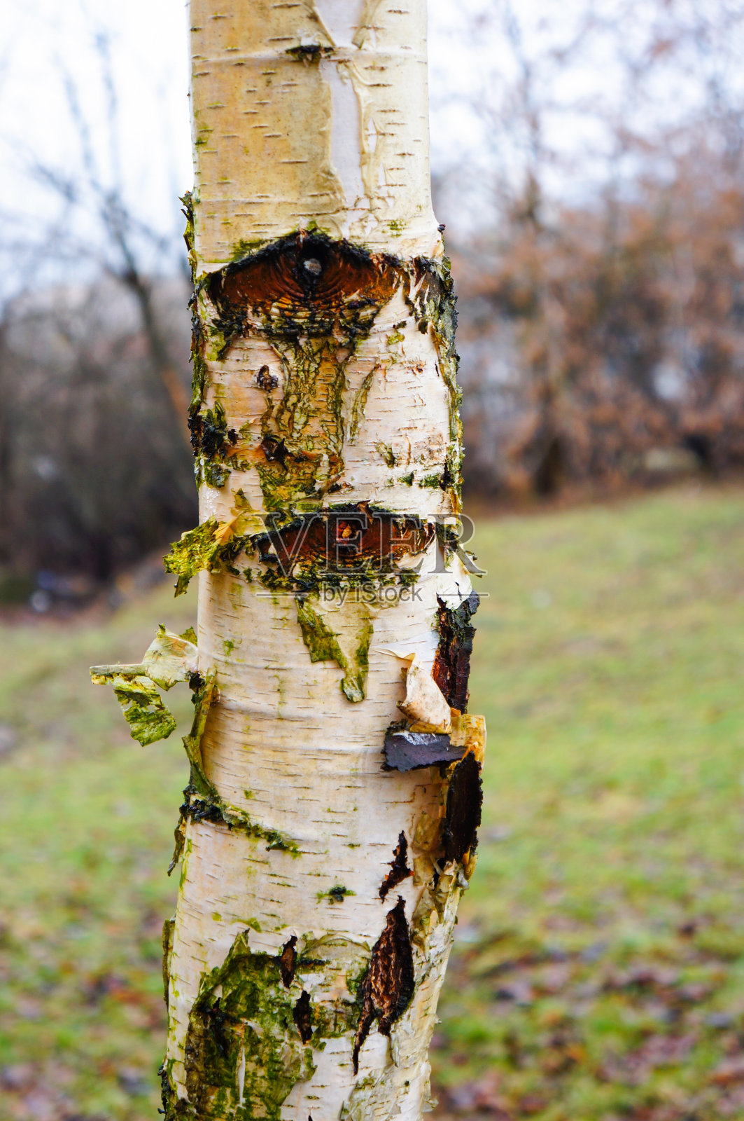 还有损坏的树皮照片摄影图片