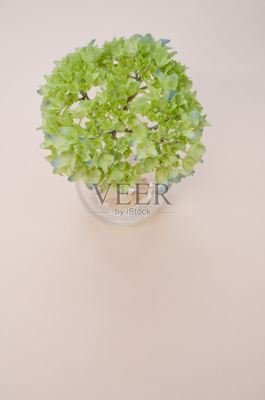 垂直拍摄的法国绣球花花蕾在一个浅棕色表面的花瓶与文字空间照片摄影图片