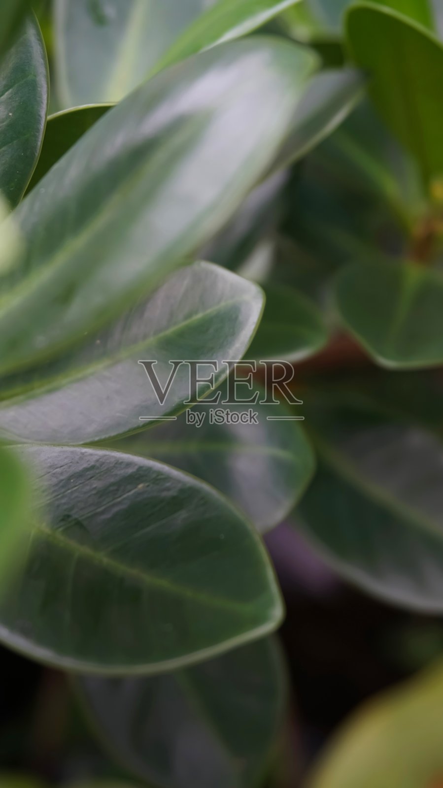 绿色背景下的绿叶特写照片摄影图片