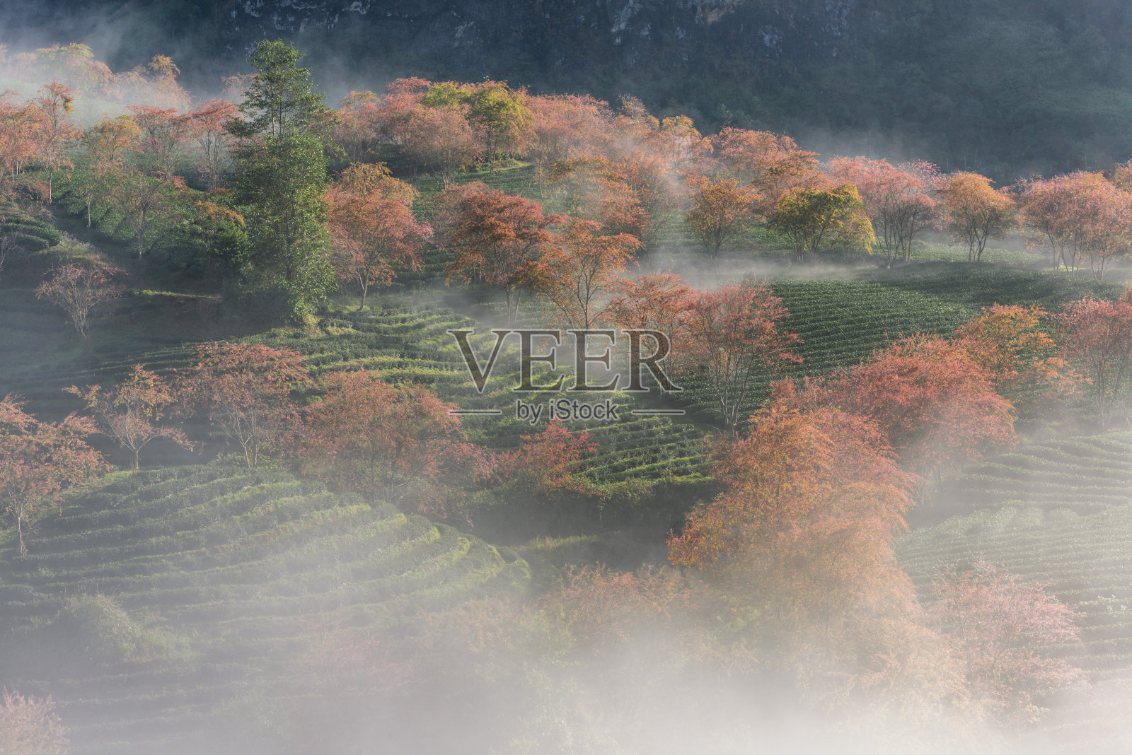 樱花在茶山在萨帕，越南在多云的早晨在春天照片摄影图片