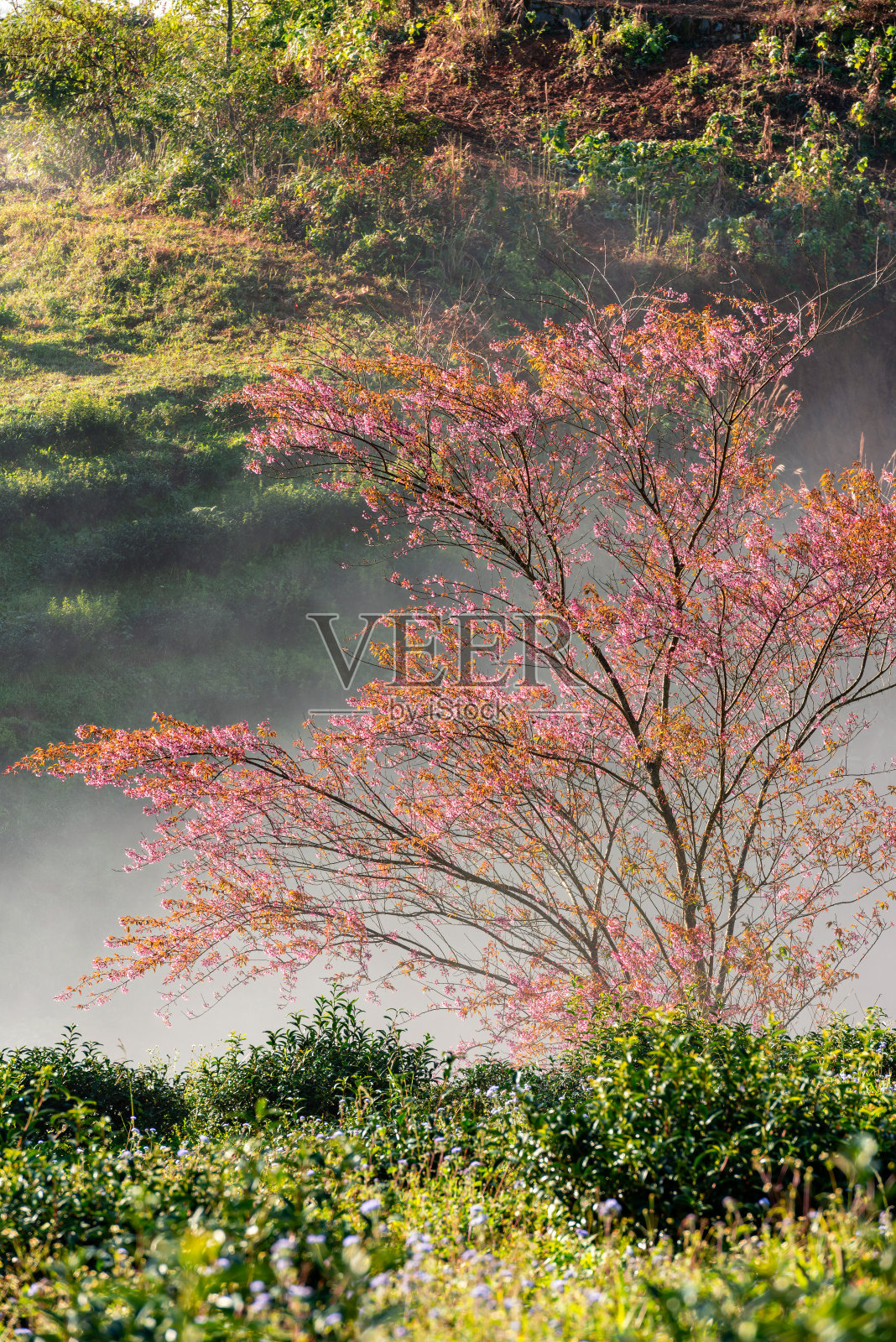 樱花在茶山在萨帕，越南在多云的早晨在春天照片摄影图片