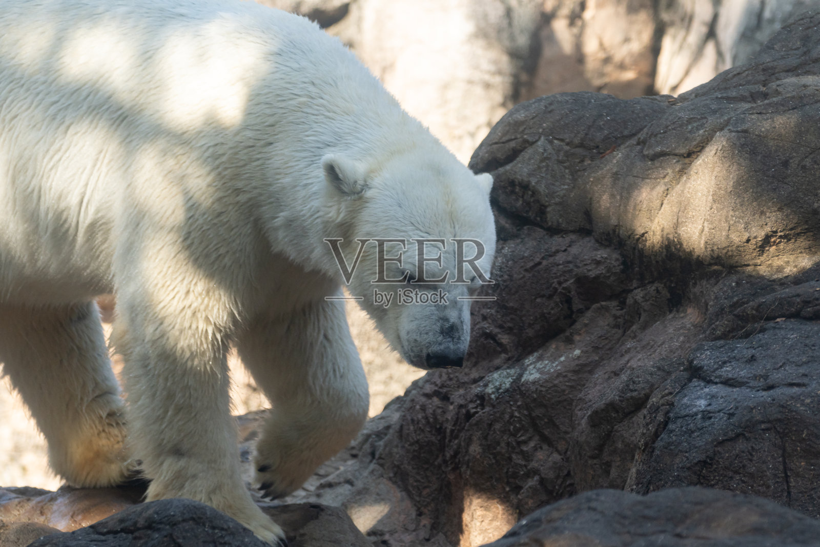 行走的北极熊照片摄影图片