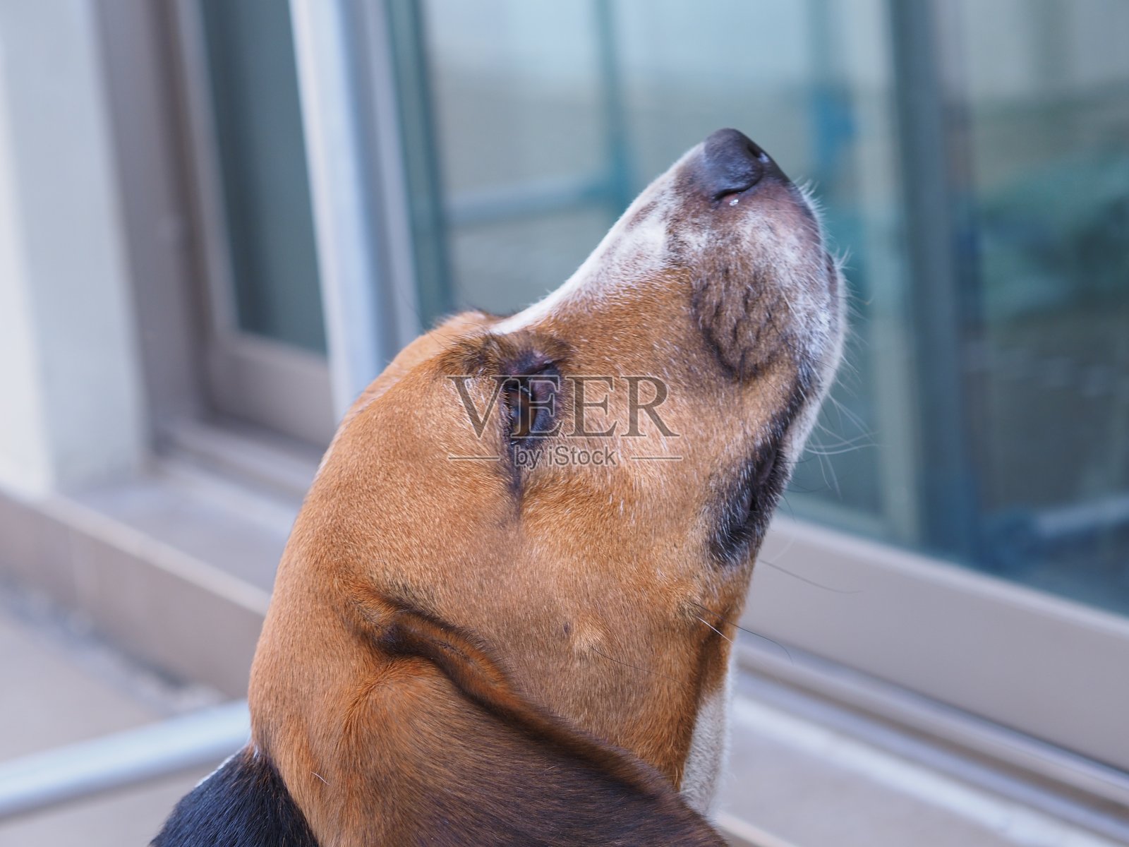 小猎犬号模型# 2照片摄影图片