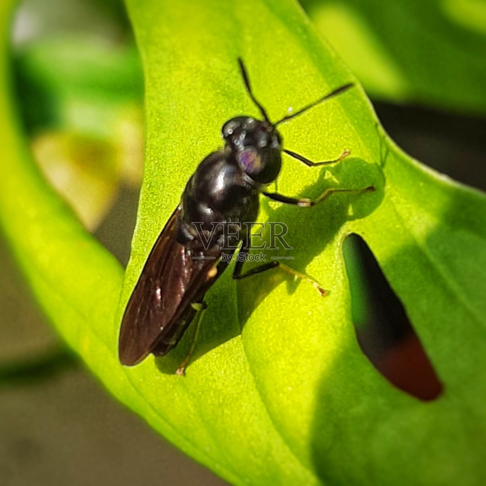 黑兵蝇照片摄影图片