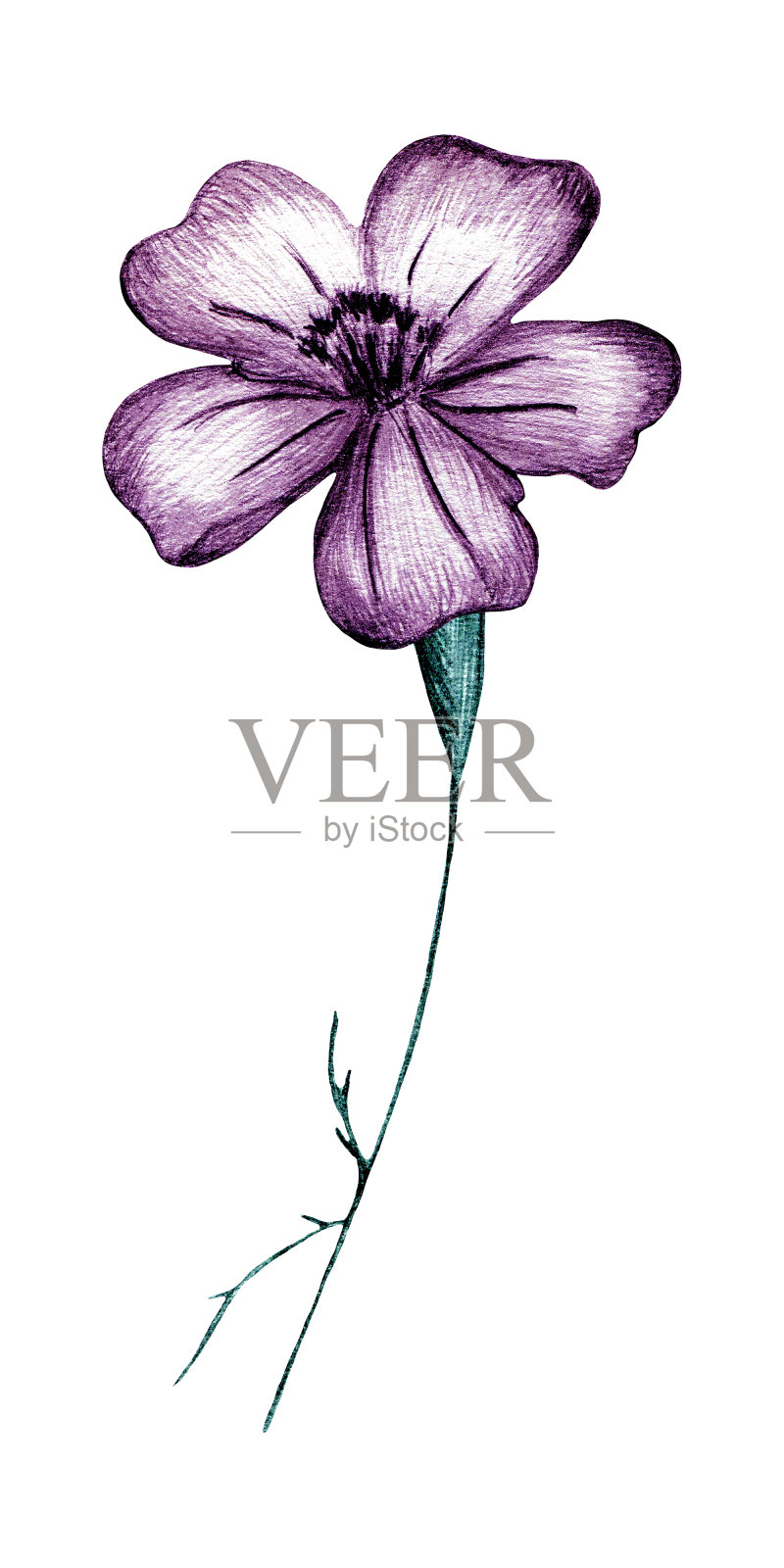 粉色手绘万寿菊花孤立在白色背景。插画图片素材