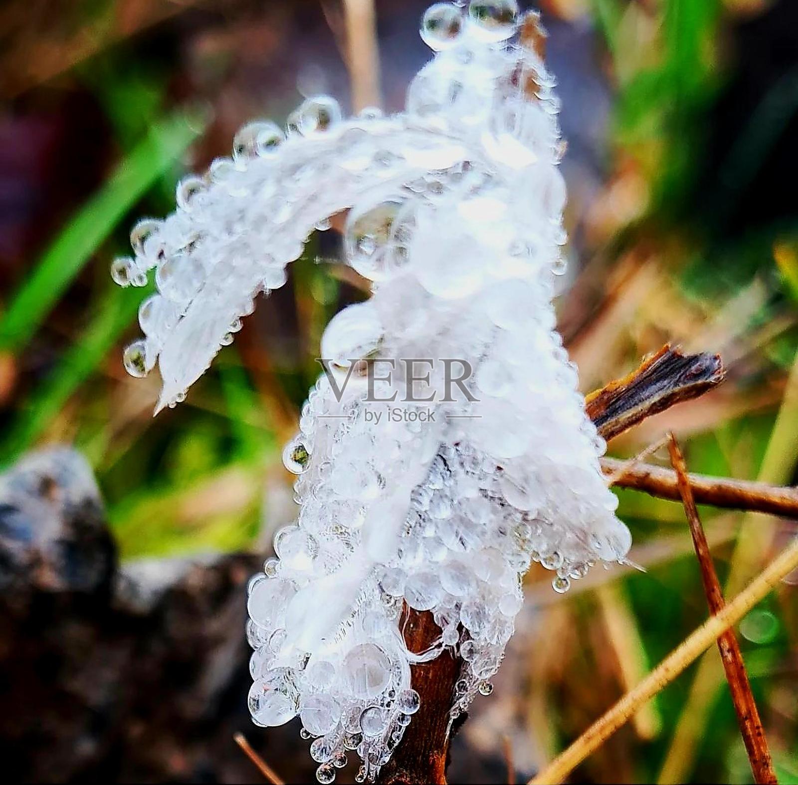 小羽被遗弃在秋天的雨中照片摄影图片