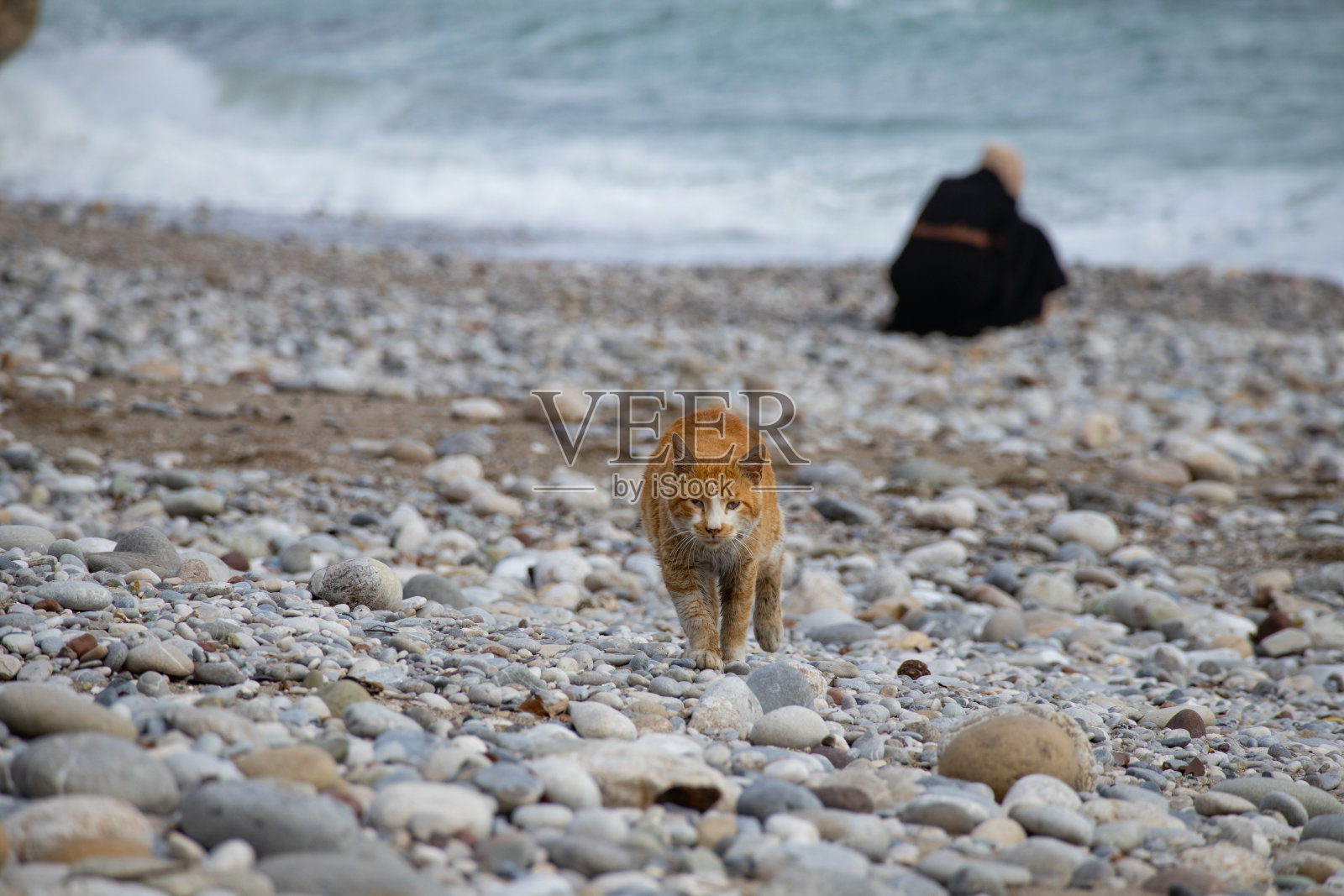 海滩上的一只流浪猫照片摄影图片