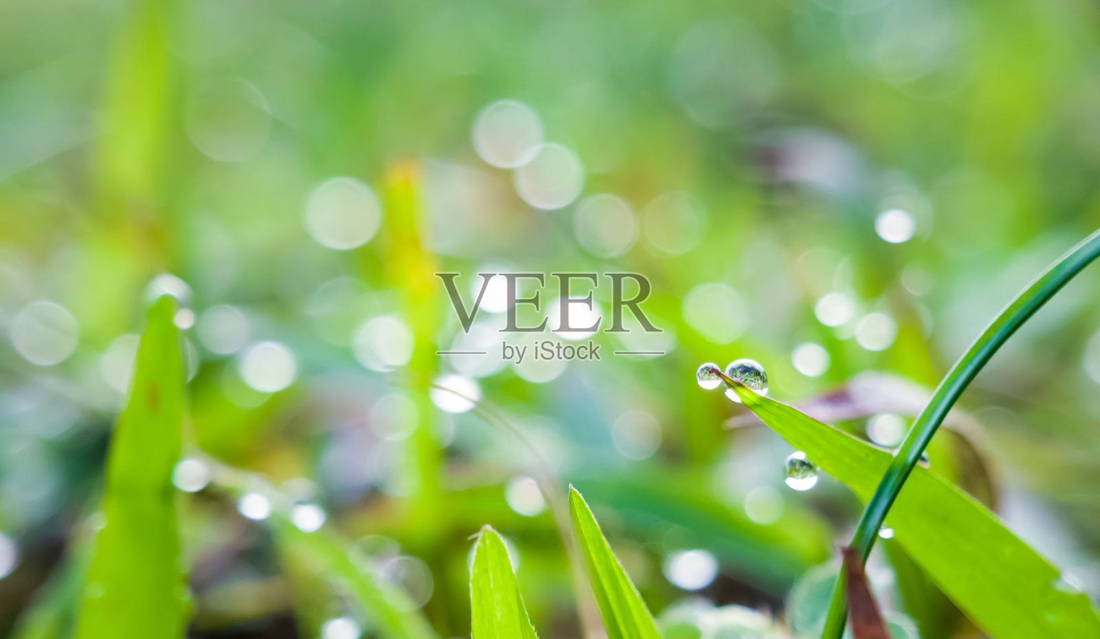 露水照片摄影图片