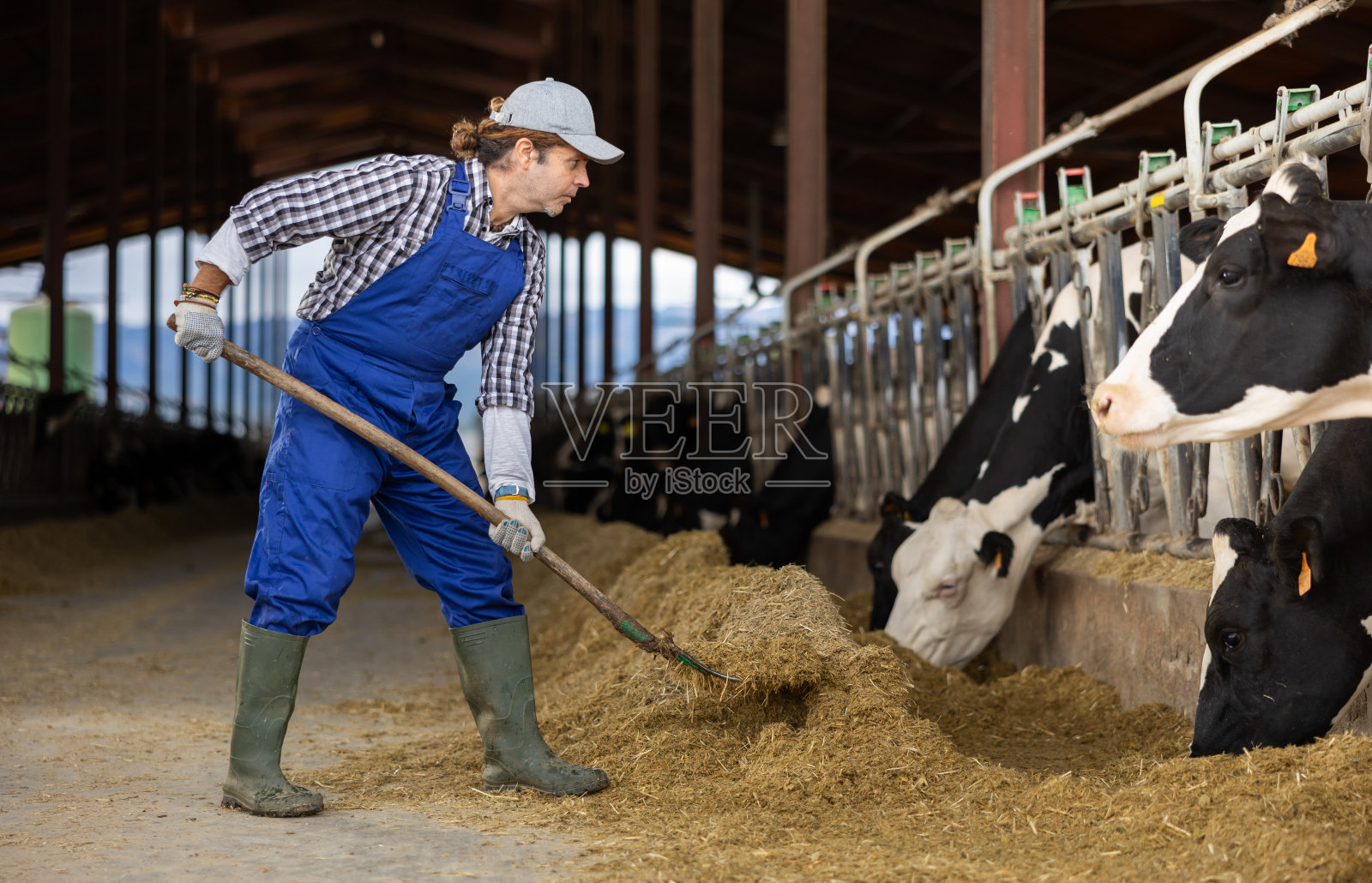 成年男性农民在奶牛场喂牛照片摄影图片