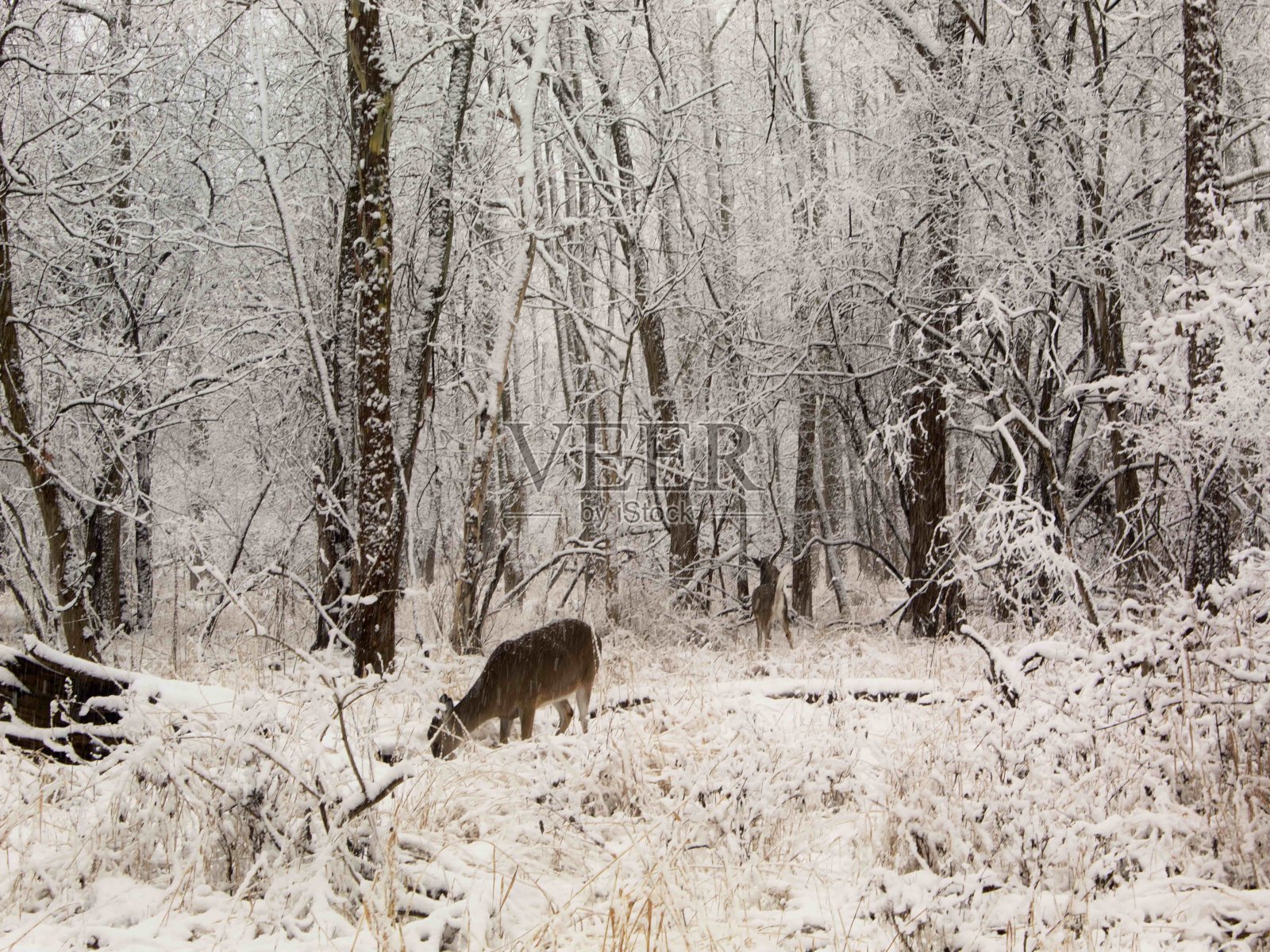 冬天的白尾鹿照片摄影图片
