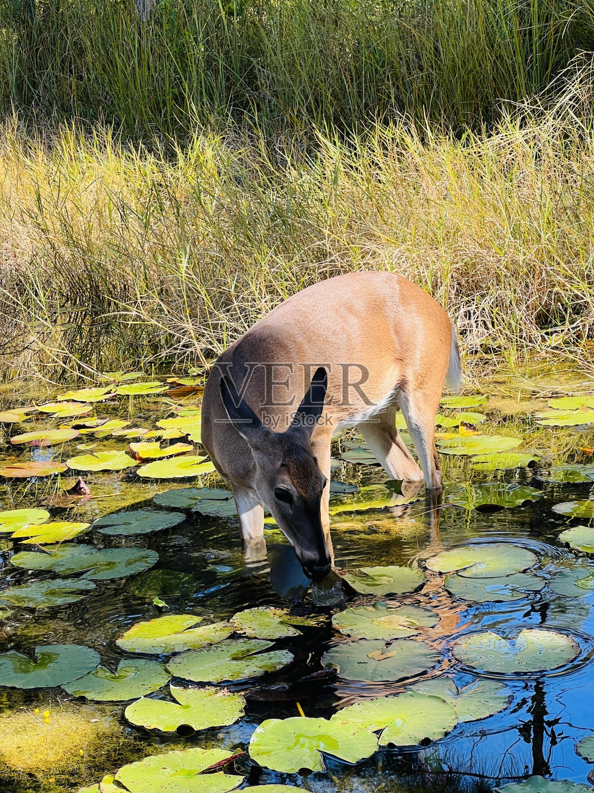 池塘里的鹿照片摄影图片