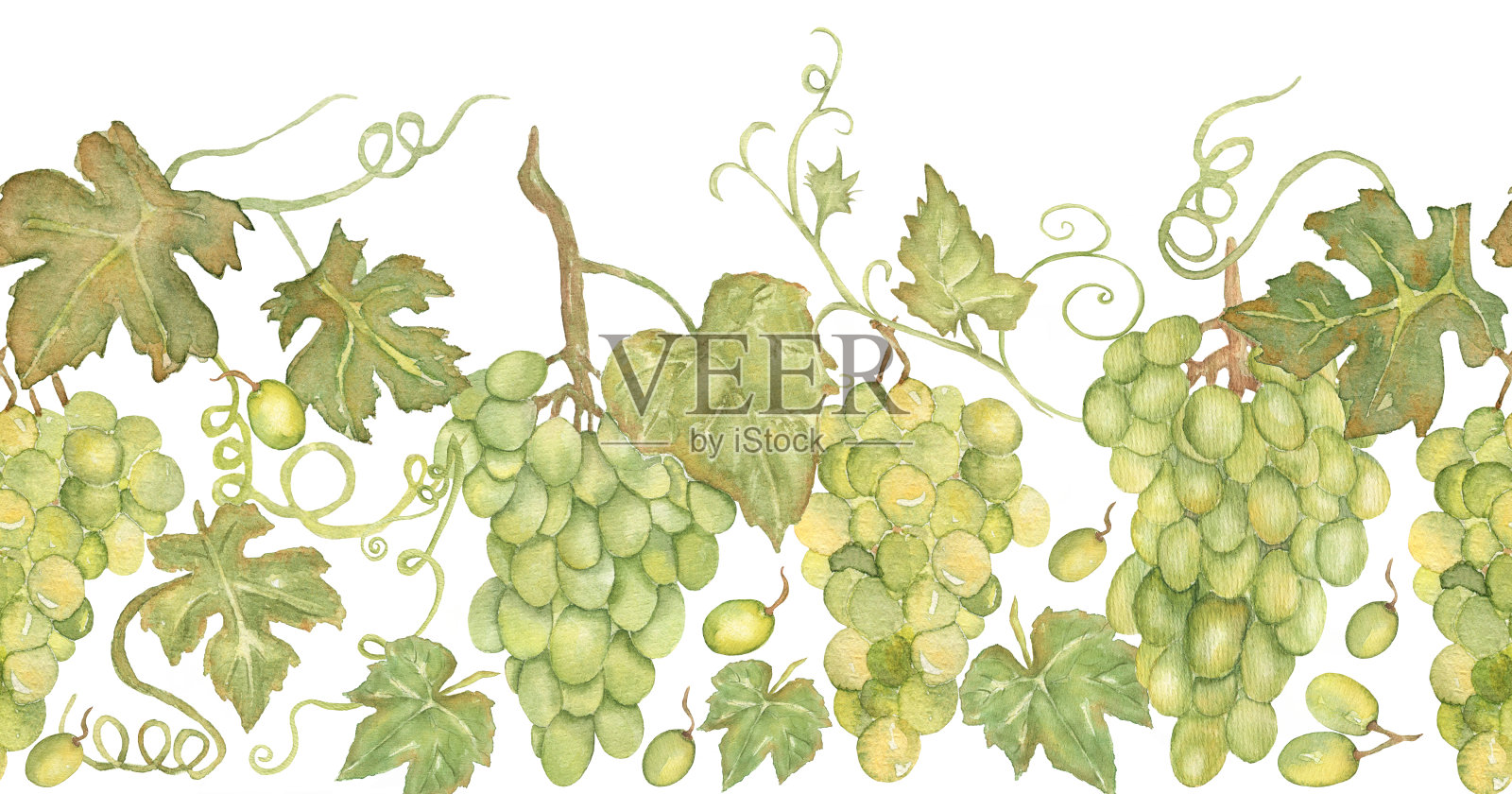 葡萄无缝水彩边界。重复框绿葡萄，葡萄藤葡萄，适合壁纸，背景，横幅，标志设计设计元素图片