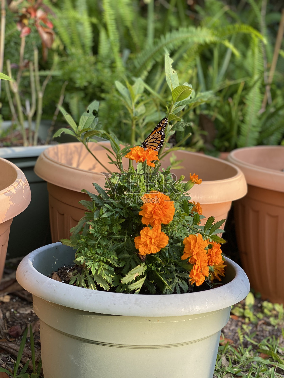 花园里的蝴蝶照片摄影图片