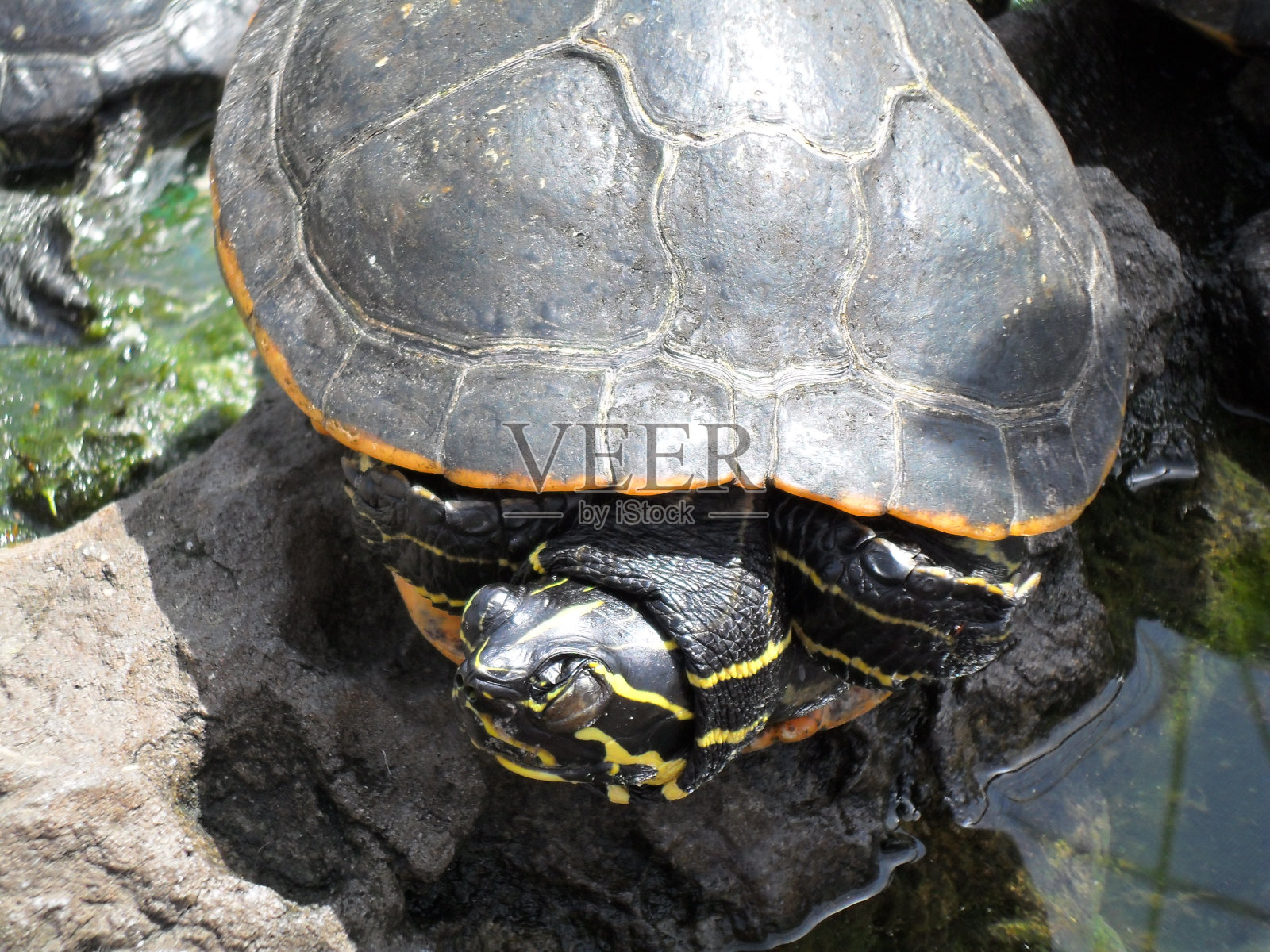 阳光下的乌龟照片摄影图片
