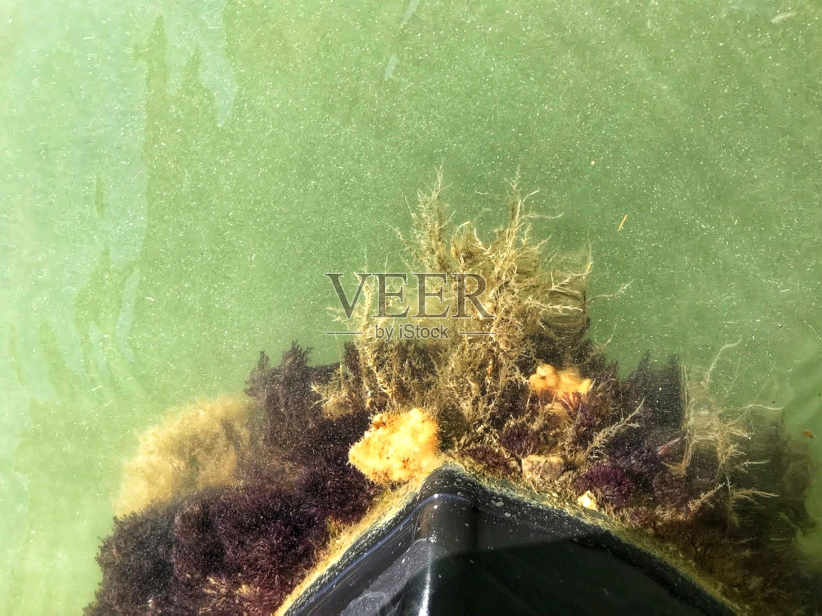 船坞下珊瑚照片摄影图片