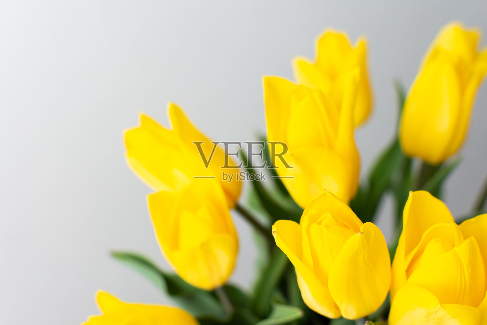 黄色郁金香的花束照片摄影图片