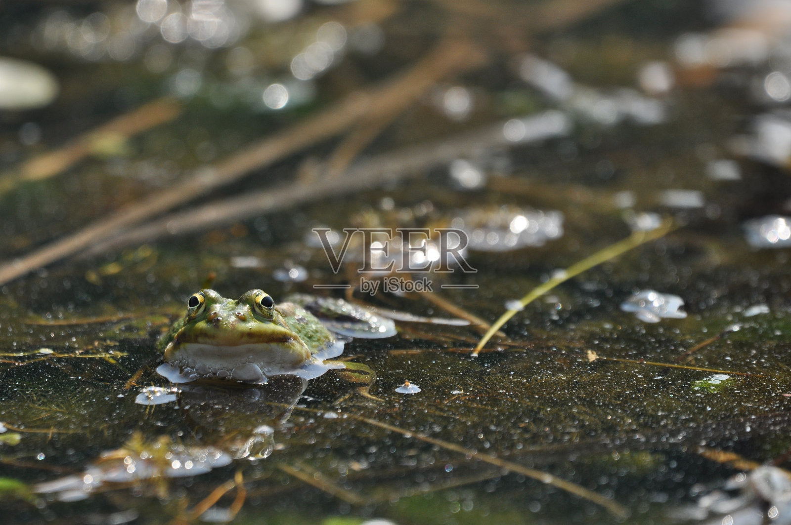 绿蛙在湿地交配。两栖动物的春季和繁殖。照片摄影图片