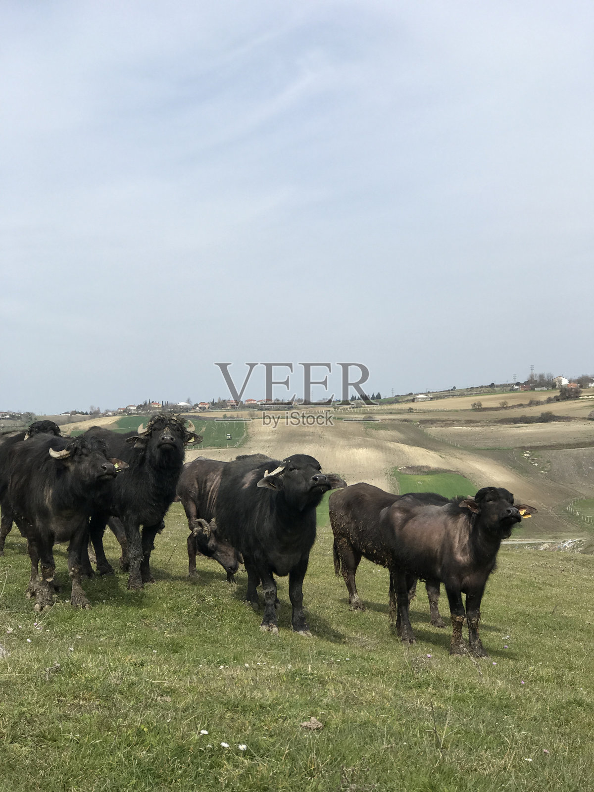 牧场上的奶牛照片摄影图片