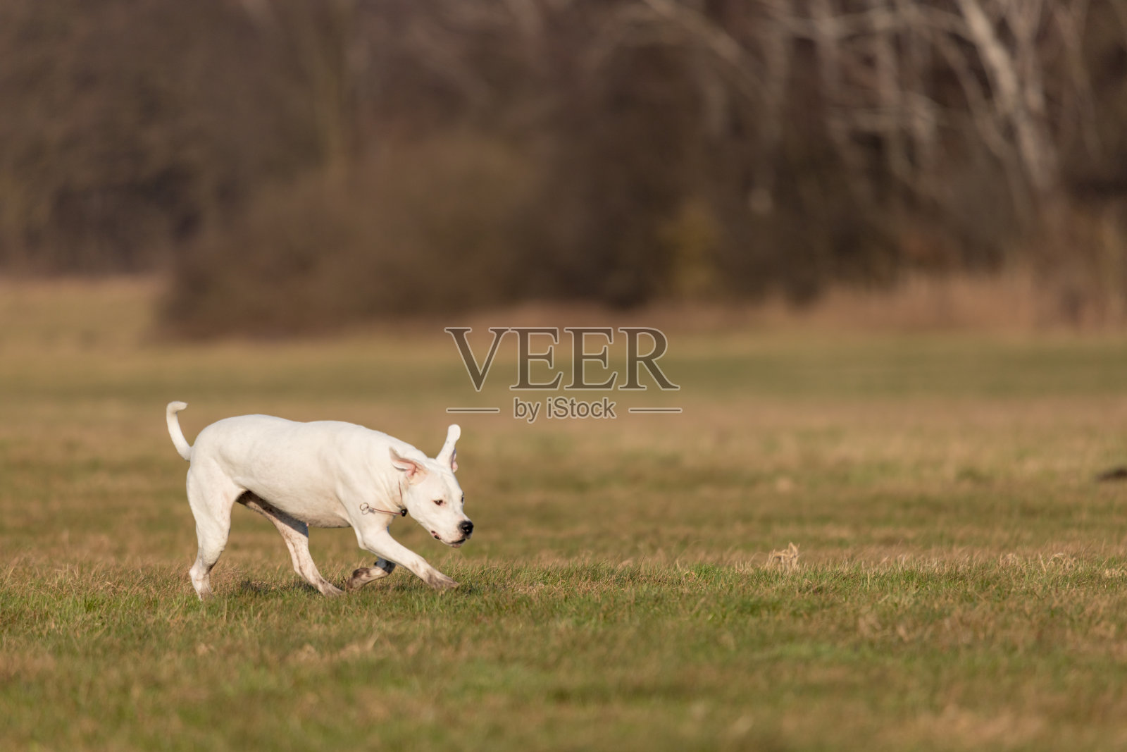 年轻的阿根廷杜高犬在田野里与美丽的太阳照片摄影图片