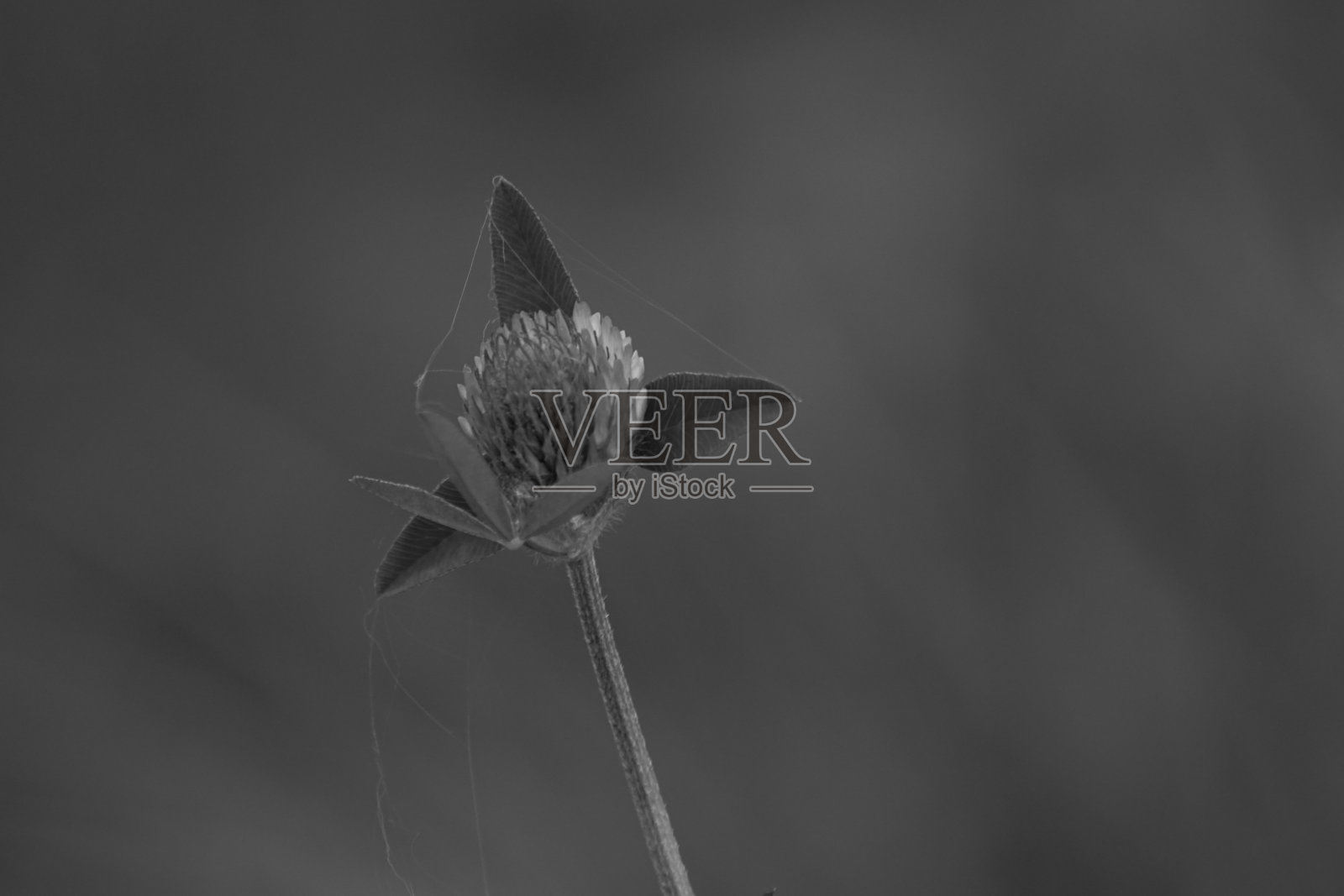 黑色和白色的三叶草特写照片摄影图片