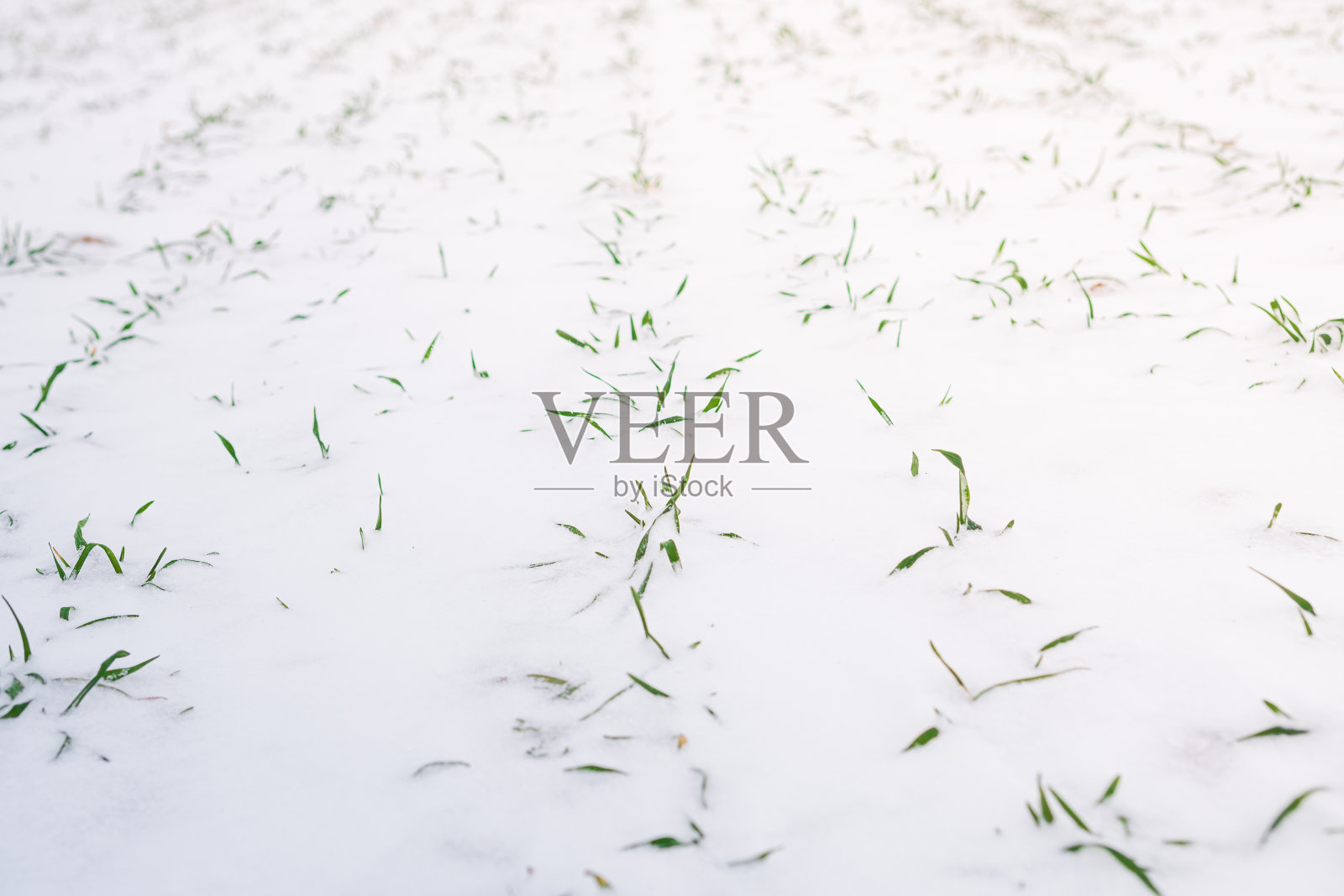 冬小麦，覆盖着洁白的白雪。为面包种植谷物作物。在寒冷中收获照片摄影图片