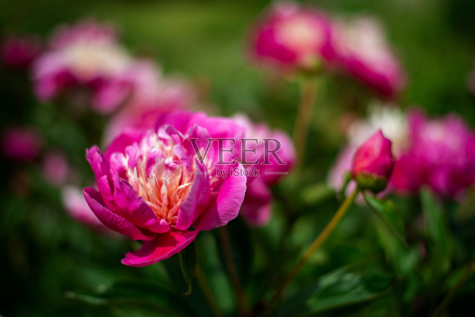 牡丹花在大自然的阳光下照片摄影图片