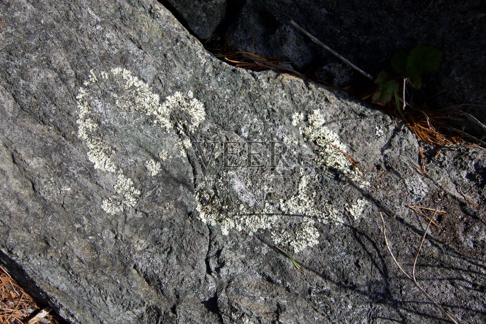 在东苏克公园的一块岩石上，地衣呈心形图案生长照片摄影图片