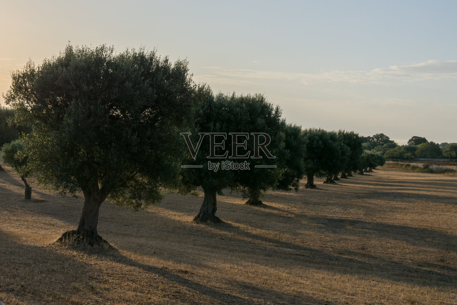 橄榄树林照片摄影图片