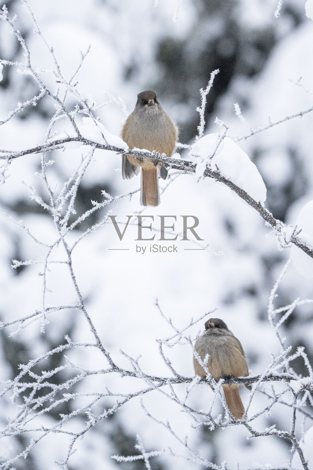 芬兰拉普兰的鸟类照片摄影图片