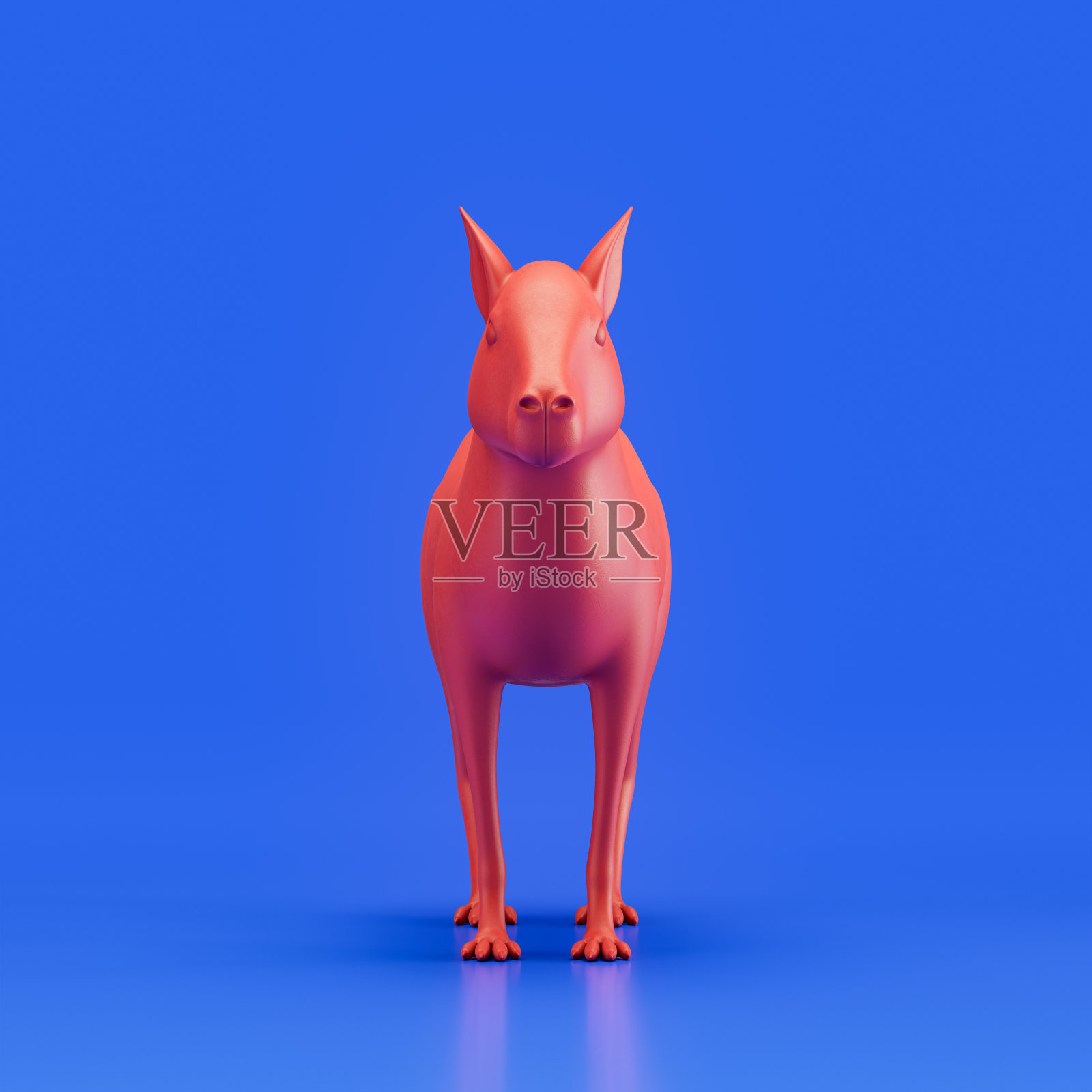 豚鼠单色单色动物。红色单动物从正面视图，单色动物在蓝色工作室，3d渲染照片摄影图片