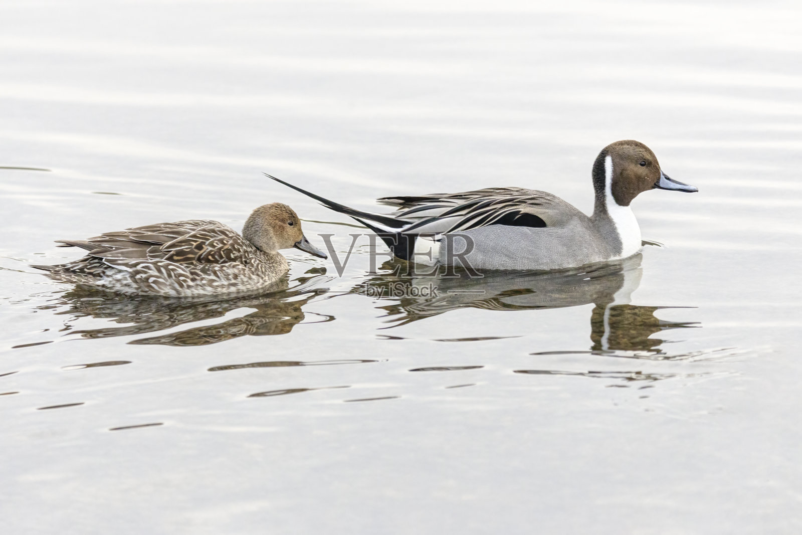 加拿大不列颠哥伦比亚省伯纳比湖，一对北方针尾鸭照片摄影图片