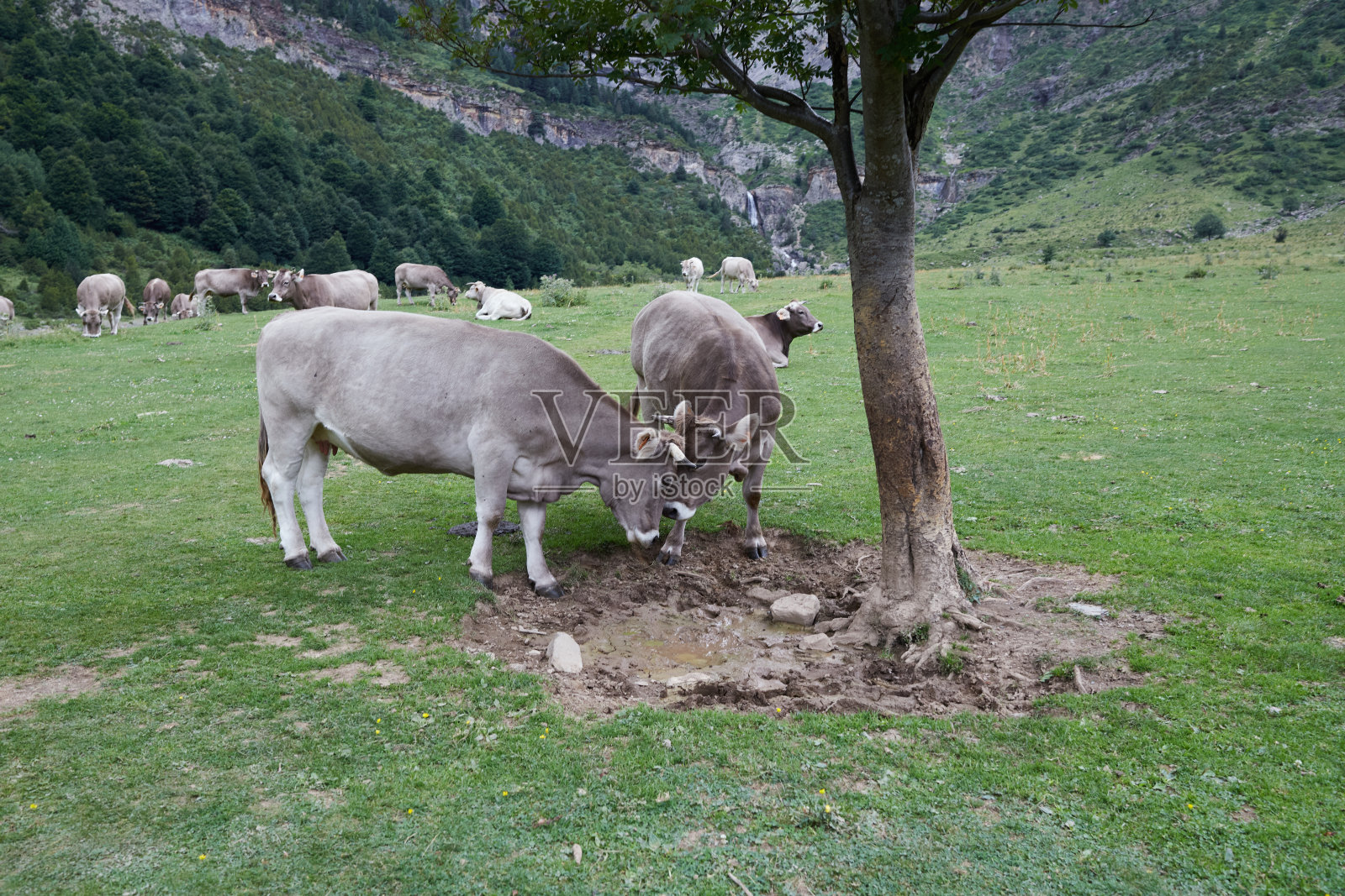 高山上的野牛照片摄影图片