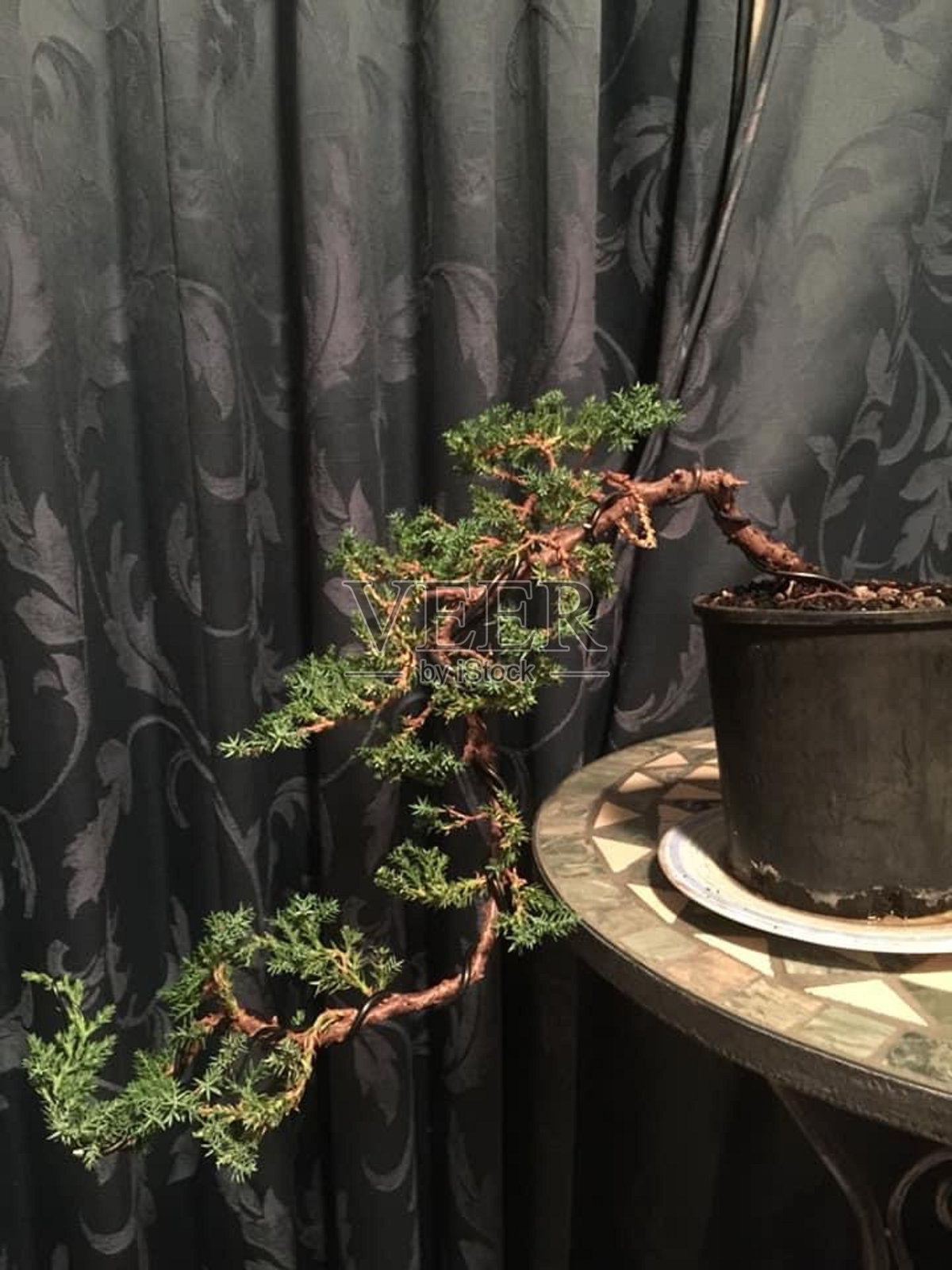 日式杜松盆景图片照片摄影图片