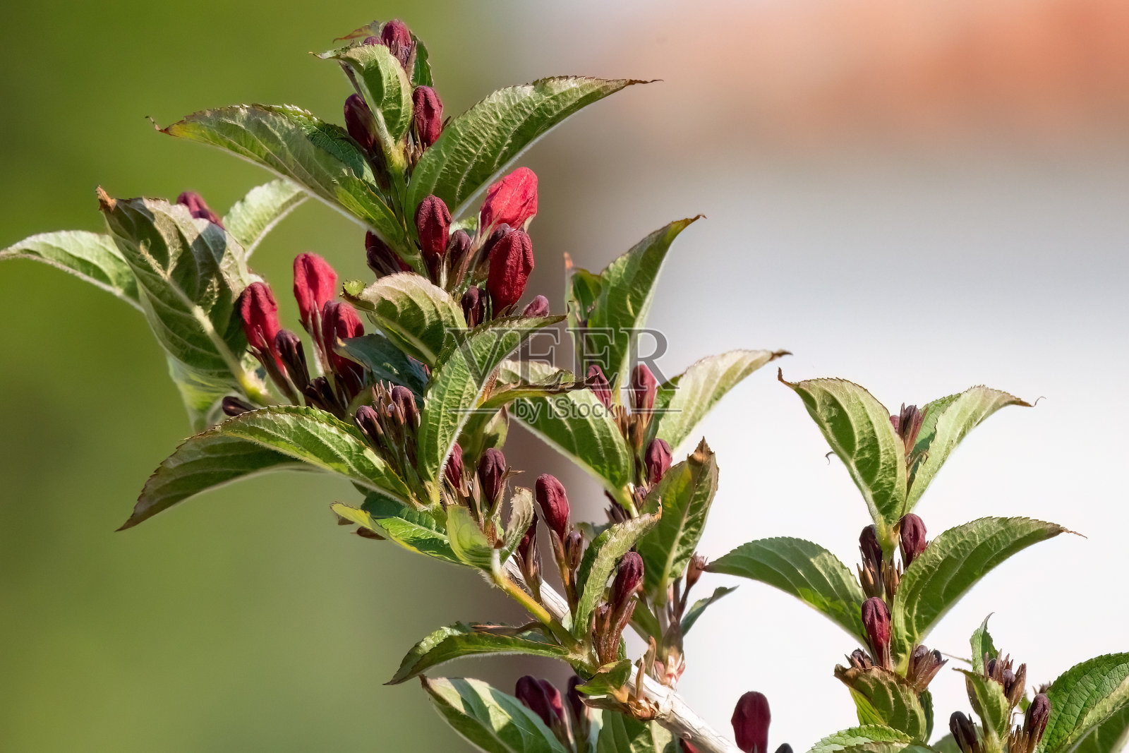 维格拉佛罗里达邦吉粉红色的花在花园设计微距拍摄照片摄影图片