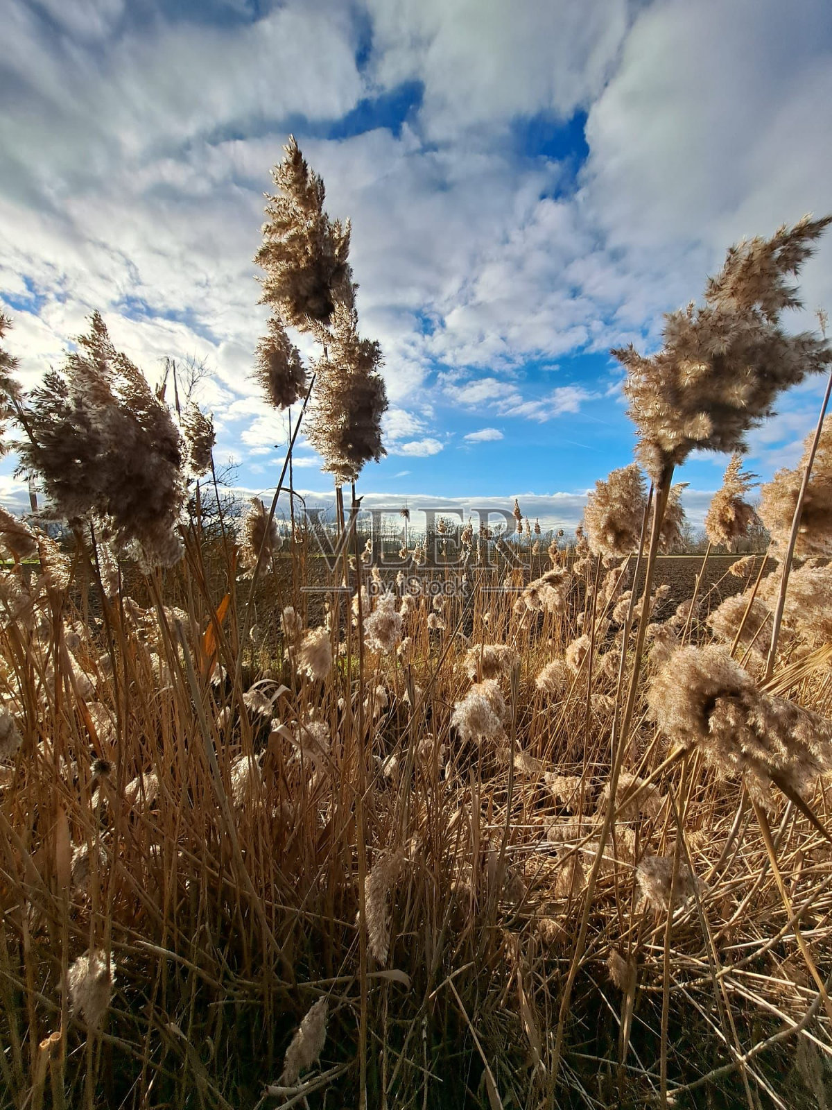 二月里浪漫的田野照片摄影图片