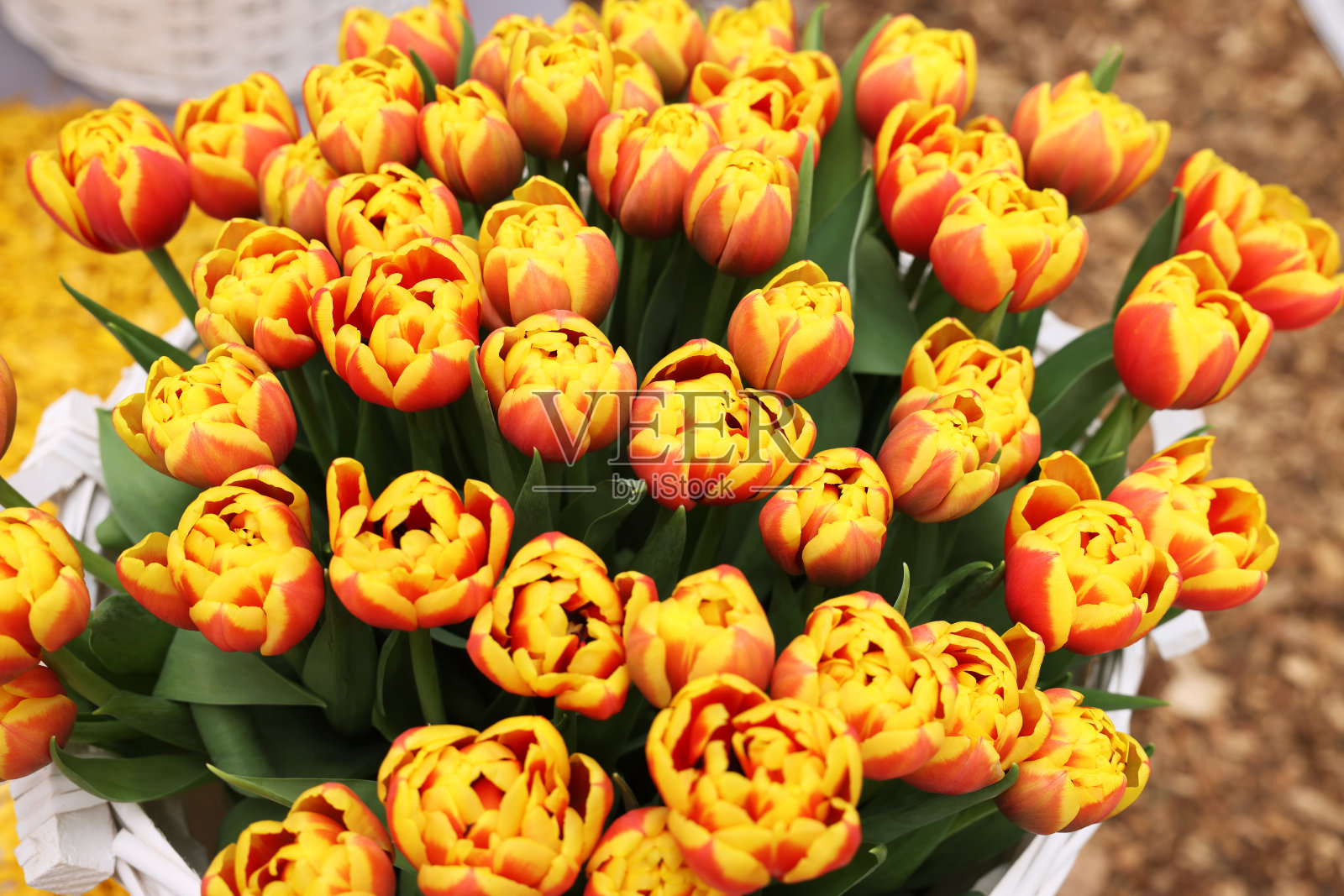 漂亮的郁金香花在地上的白色篮子里，特写。春天的季节照片摄影图片