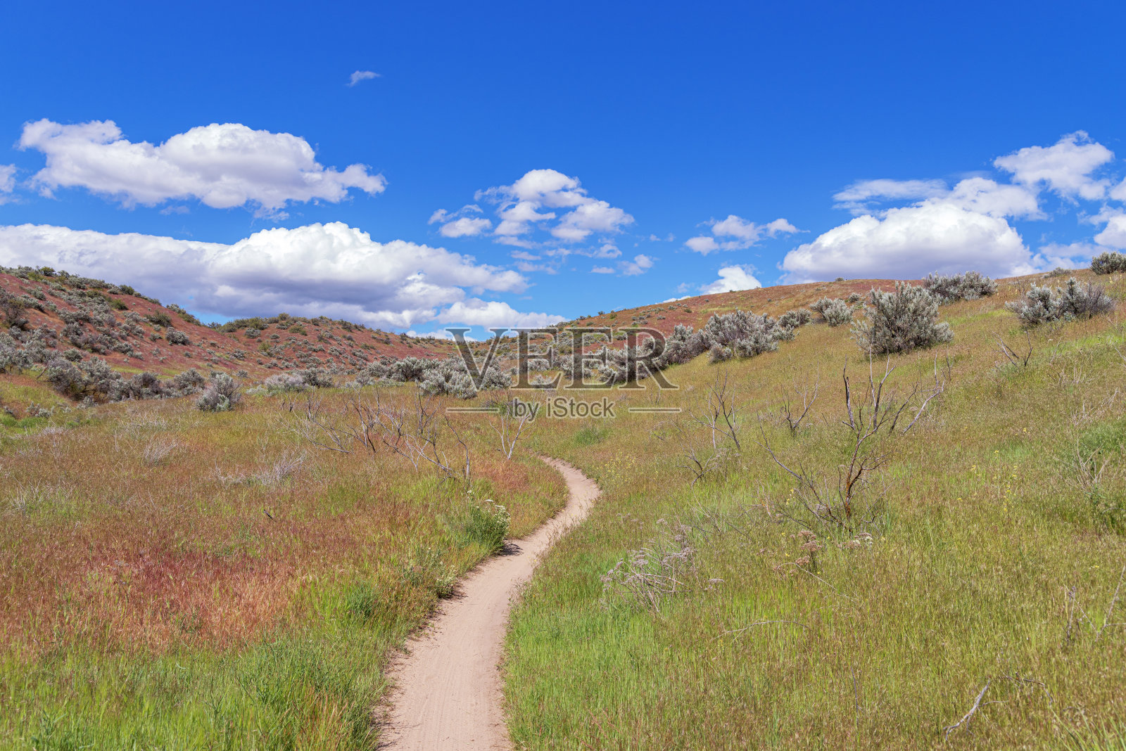 夏天的博伊西山麓照片摄影图片