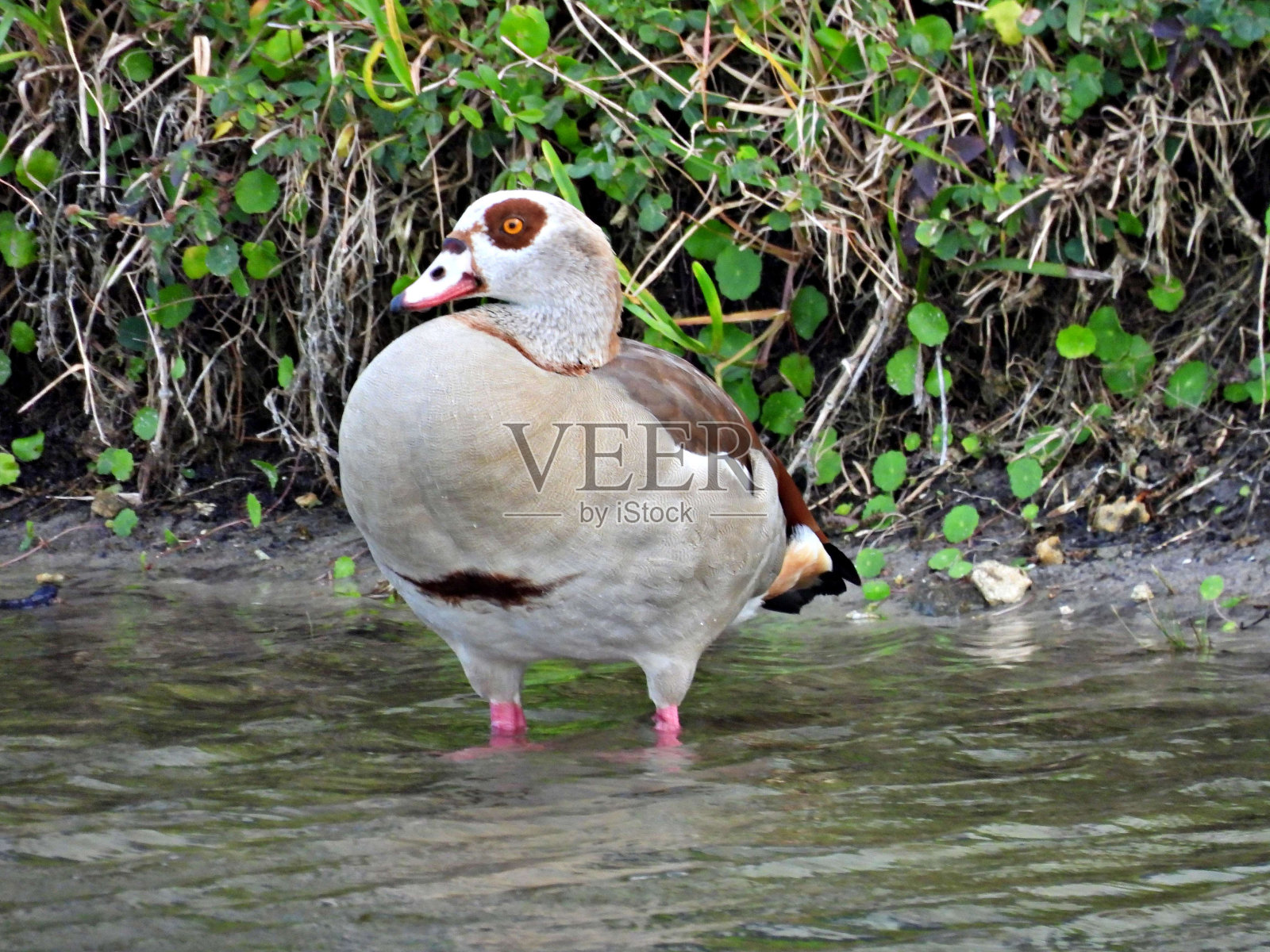 埃及鹅(埃及鹅)在湖中休息照片摄影图片