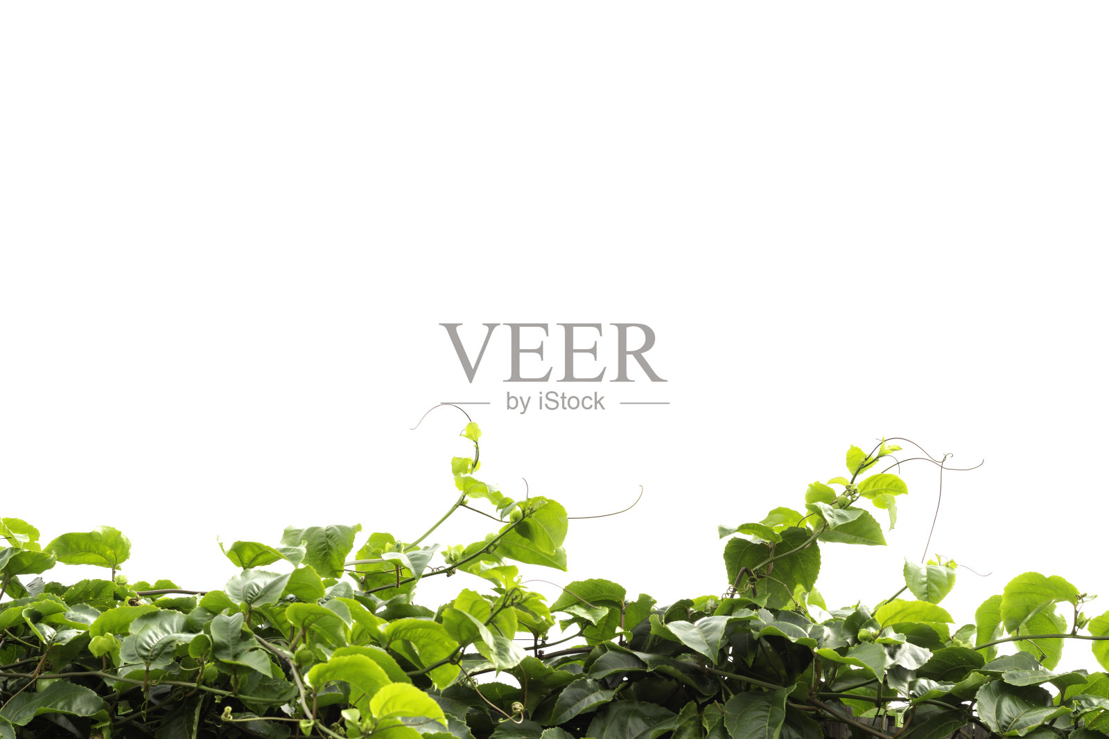 攀登者孤立在白色背景上照片摄影图片