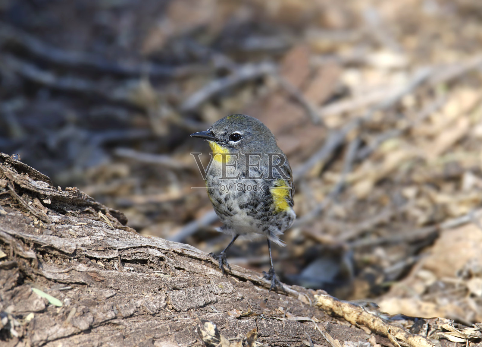 黄腰莺(奥杜邦氏)(setophaga coronata)在地上觅食照片摄影图片