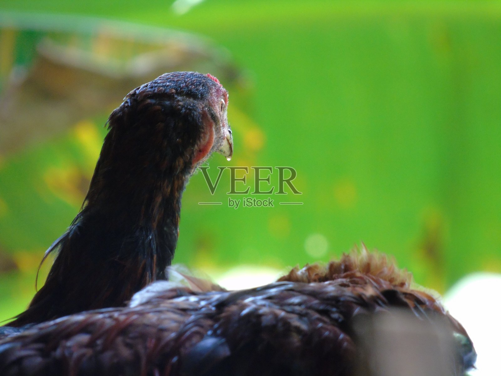 动物的头照片摄影图片