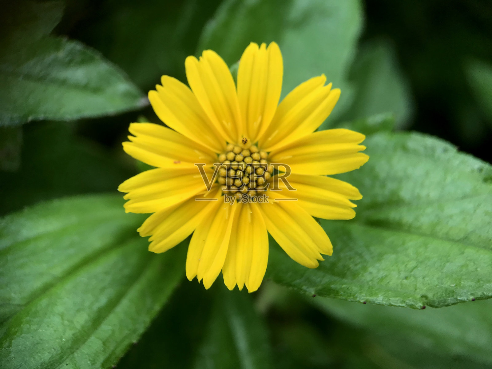 黄色的花瓣来自草属植物(sphagneticola trilobata)照片摄影图片