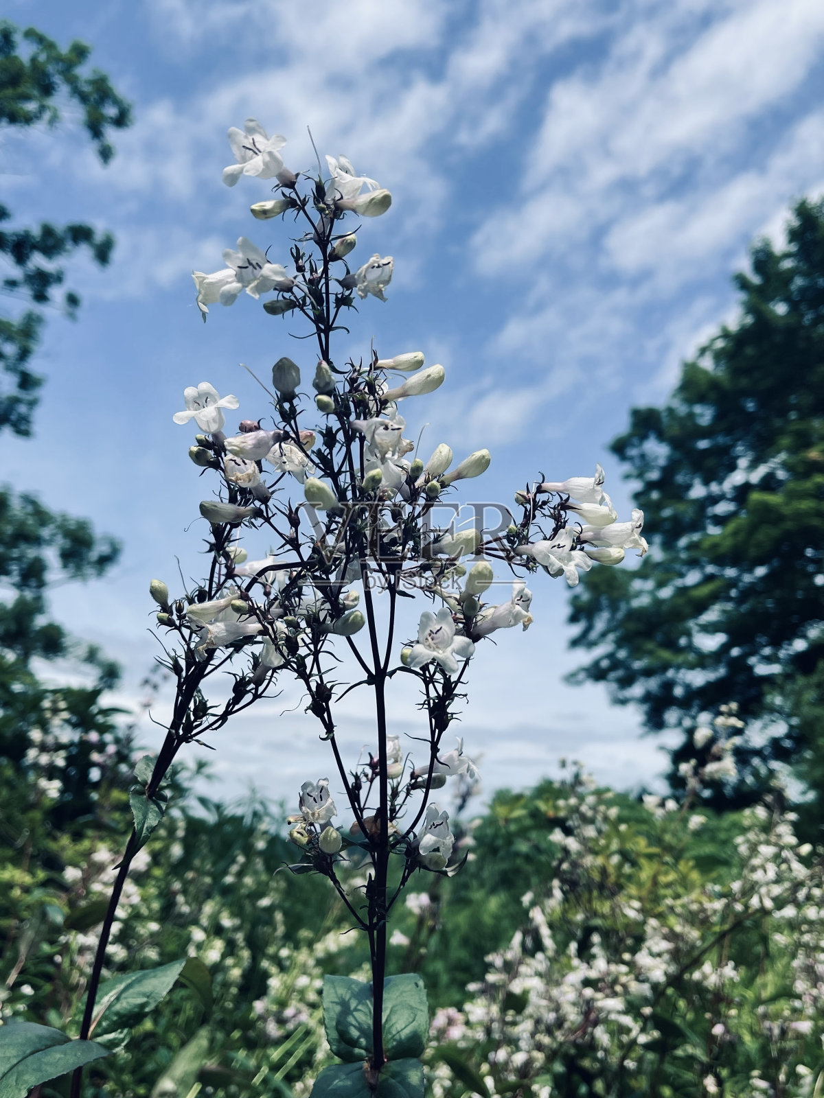 花瓣照片摄影图片
