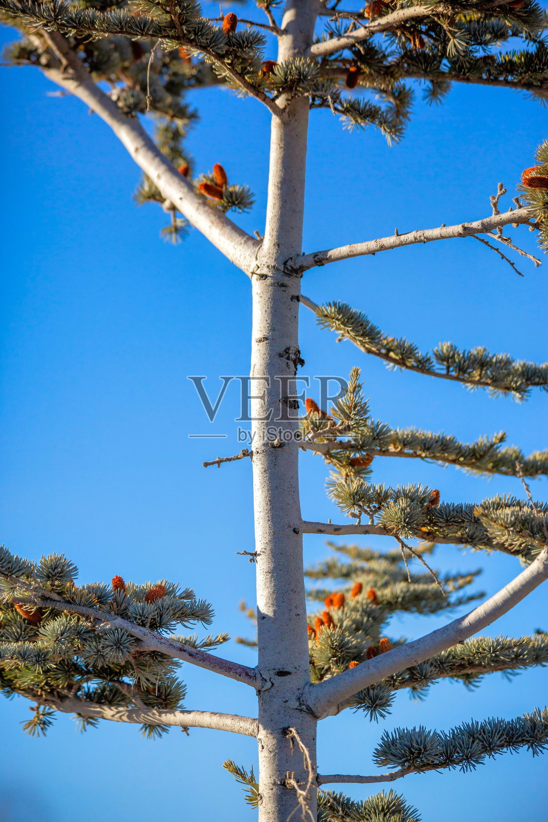 在阳光明媚的日子里，天空为背景，白色树干和橙色针叶的树照片摄影图片