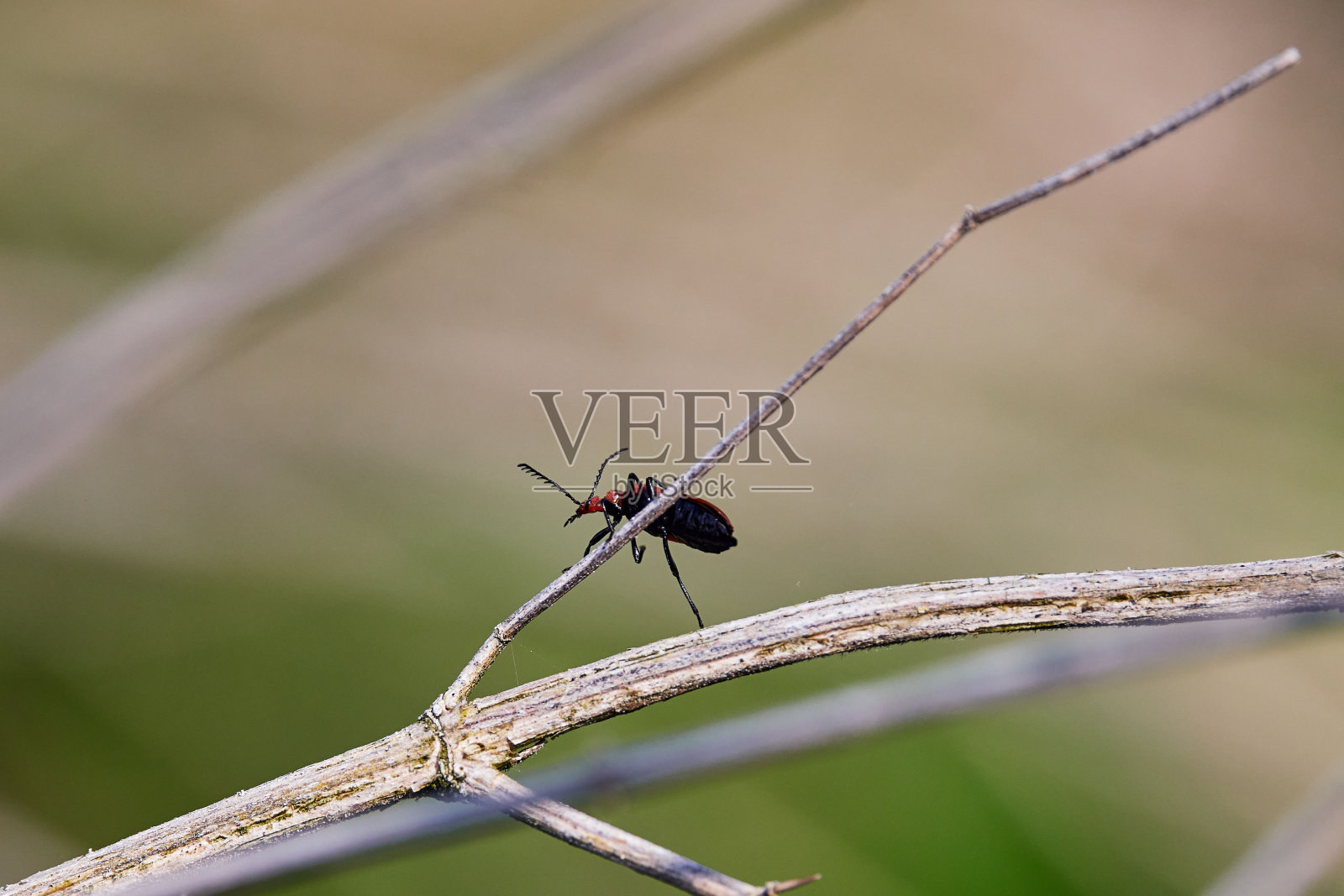 在模糊的背景下，一个小虫子在木树枝上照片摄影图片